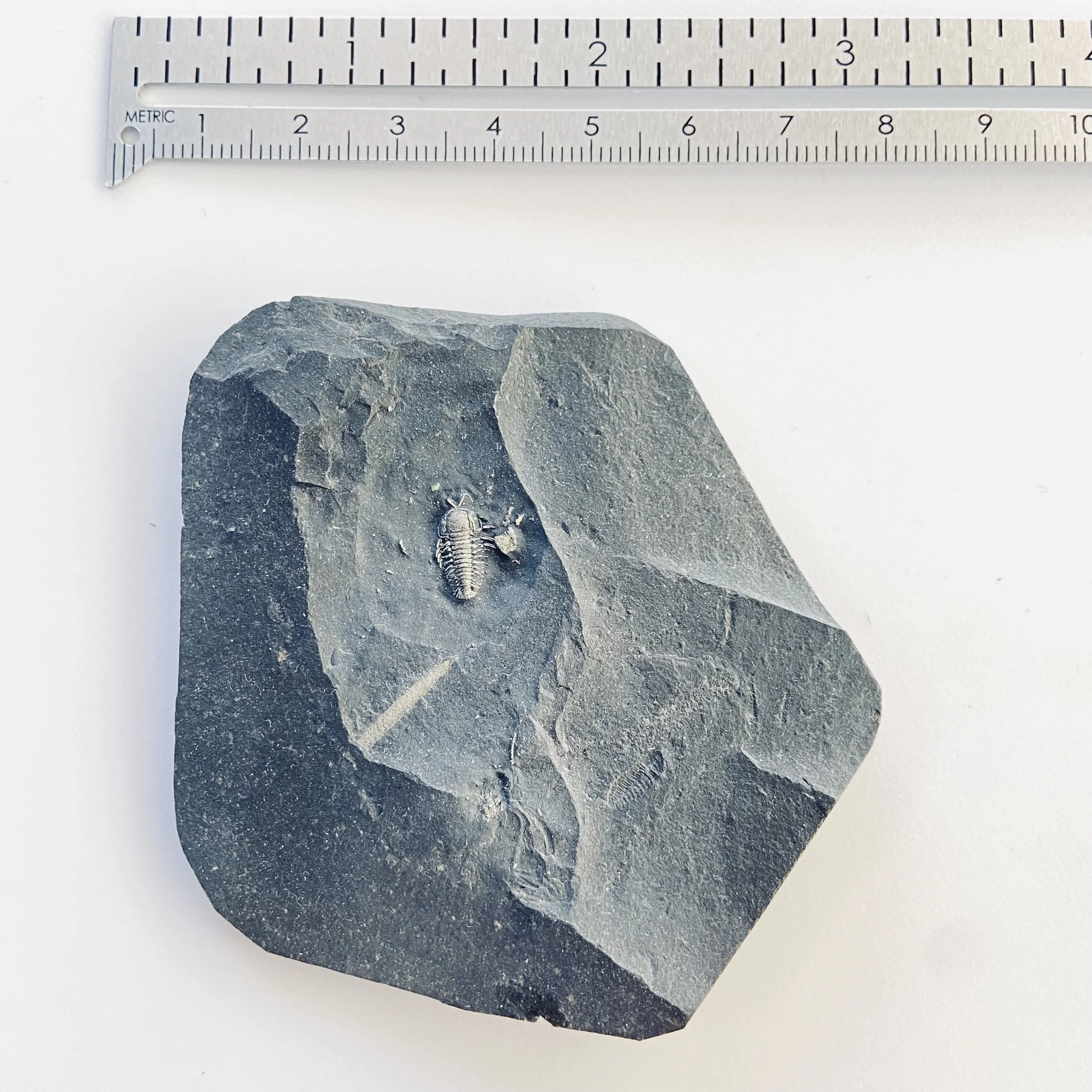 アメリカ・三葉虫】希少種 Olenellus fowleri【化石】No.1 ファッション