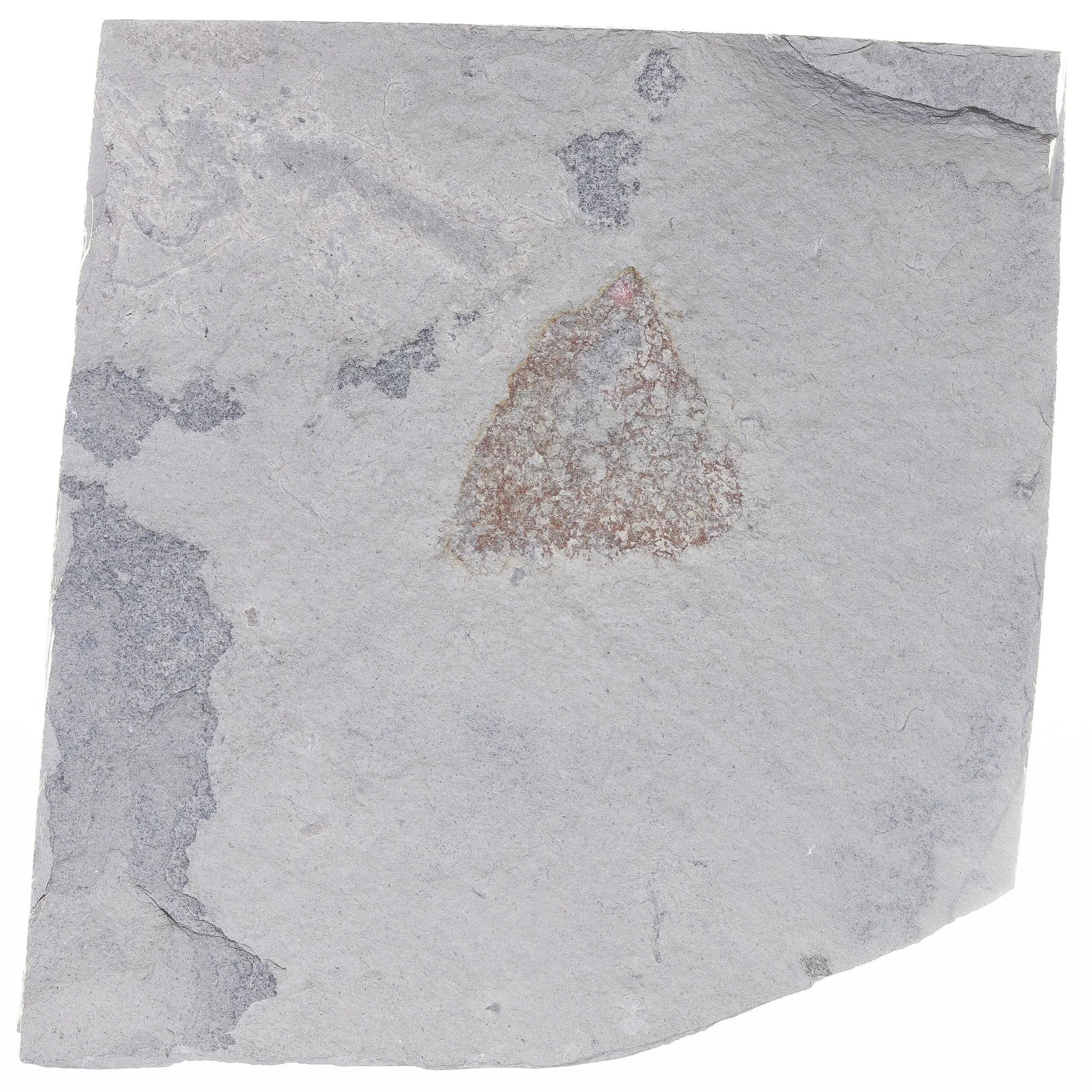 Full image of an undetermined sponge, Middle Cambrian, Marjum Shale, Millards County, Utah.