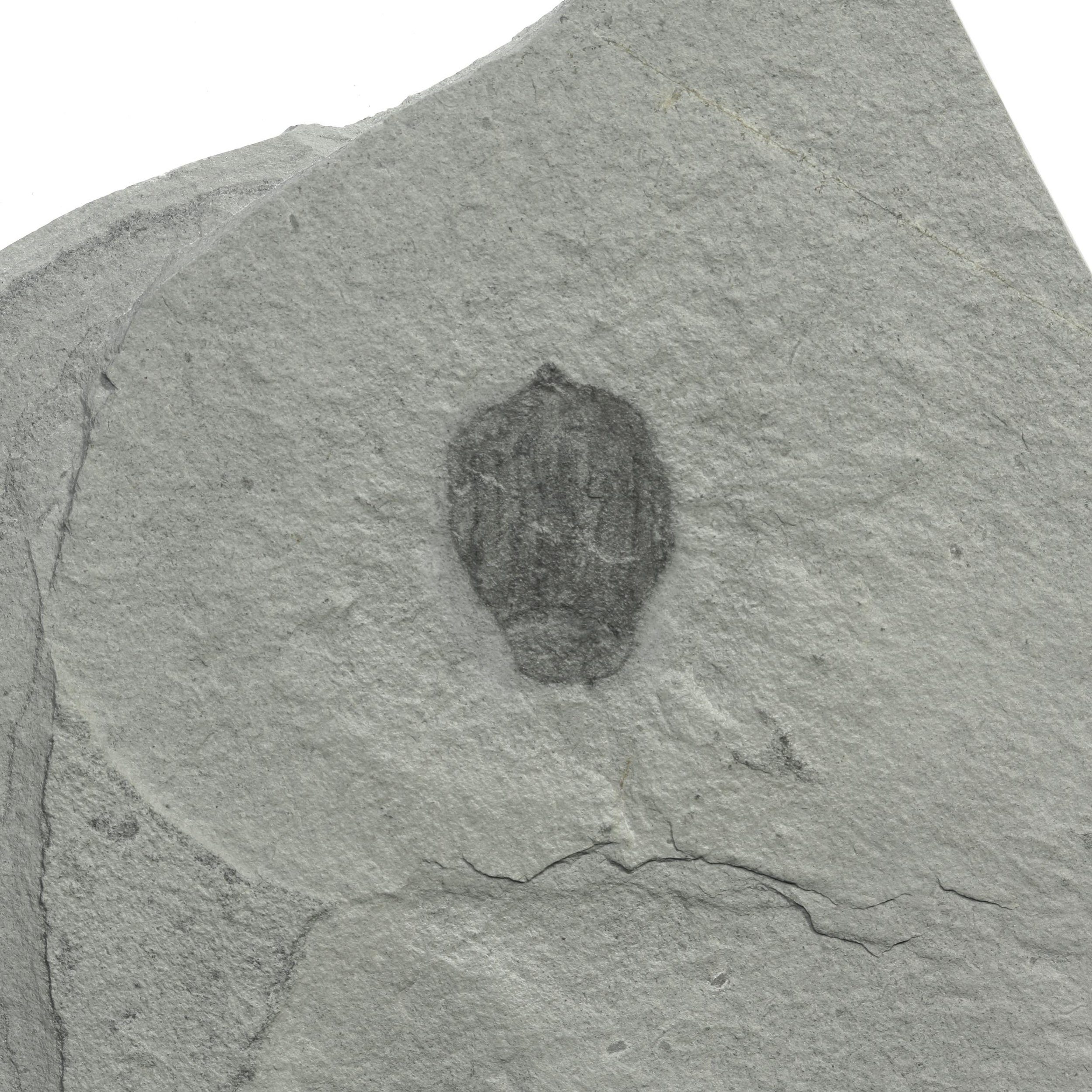 A rare comb jellyfish Ctenorhabdotus campinelliformis, Middle Cambrian, Marjum Formation, Millard County, Utah.