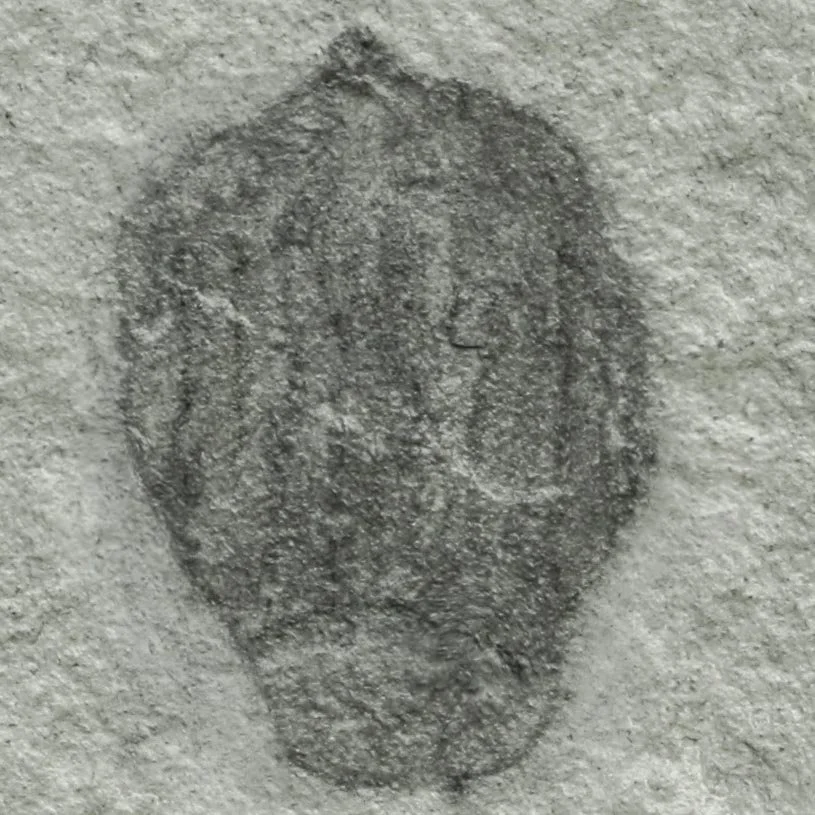 Ctenorhabdotus campinelliformis