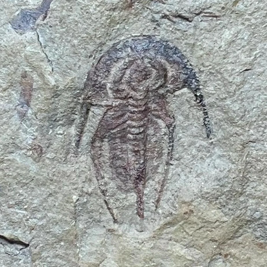 Archaeaspis sp. from the Lower Cambrian, Campiito Formation, Esmeralda County, Nevada.