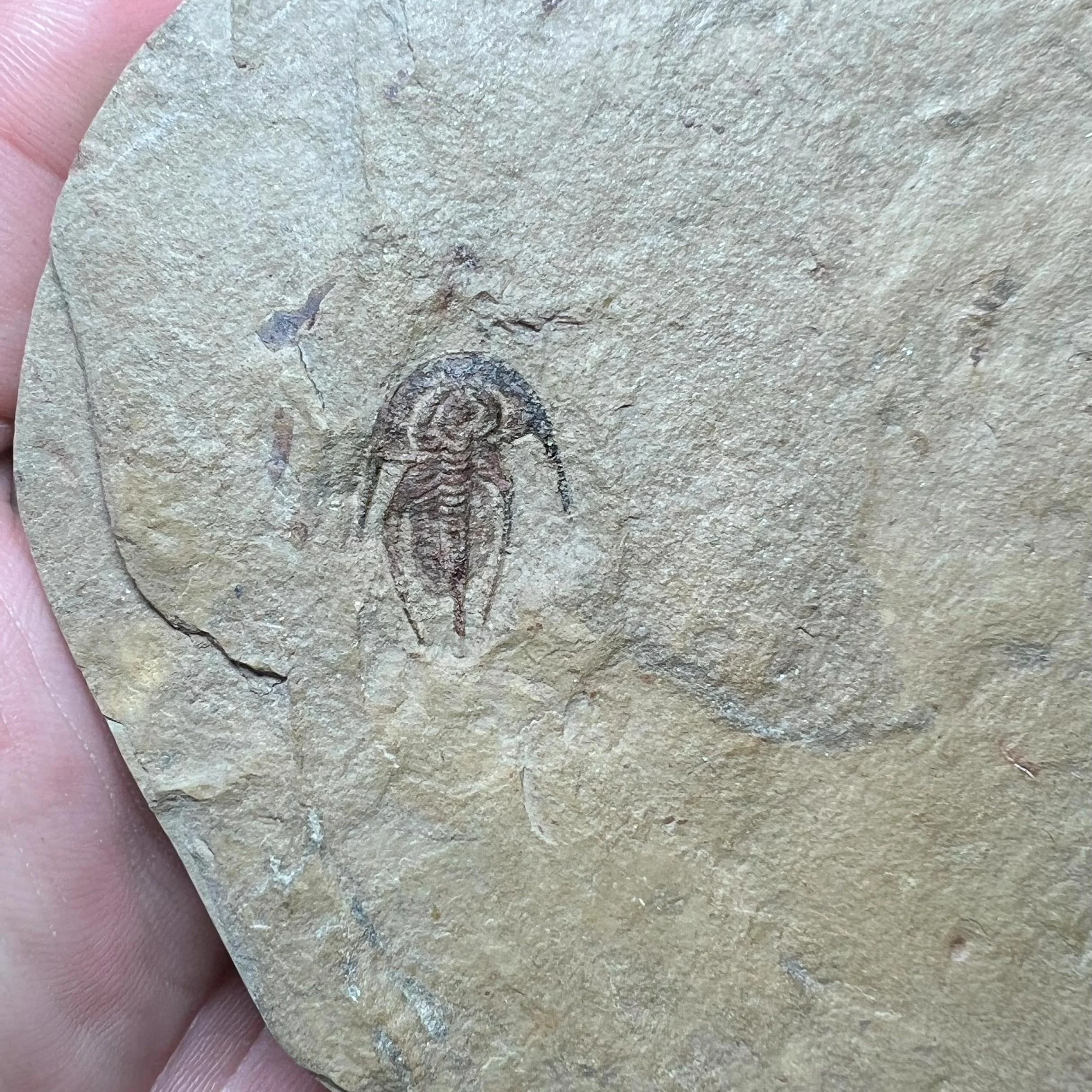 Archaeaspis sp. from the Lower Cambrian, Campiito Formation, Esmeralda County, Nevada.