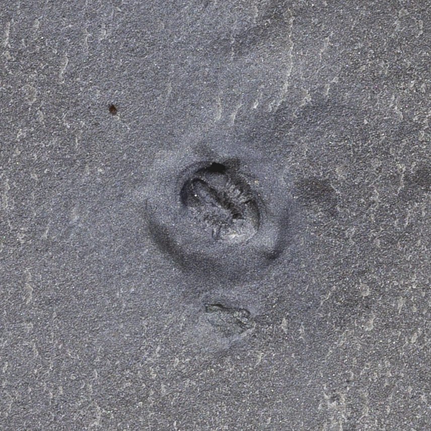 Pagetia clytia