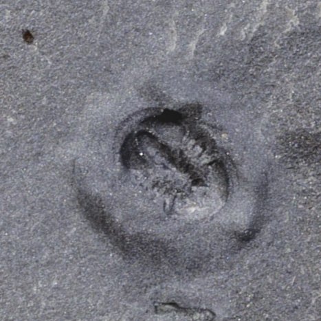 SQ3887648-1-2.jpg