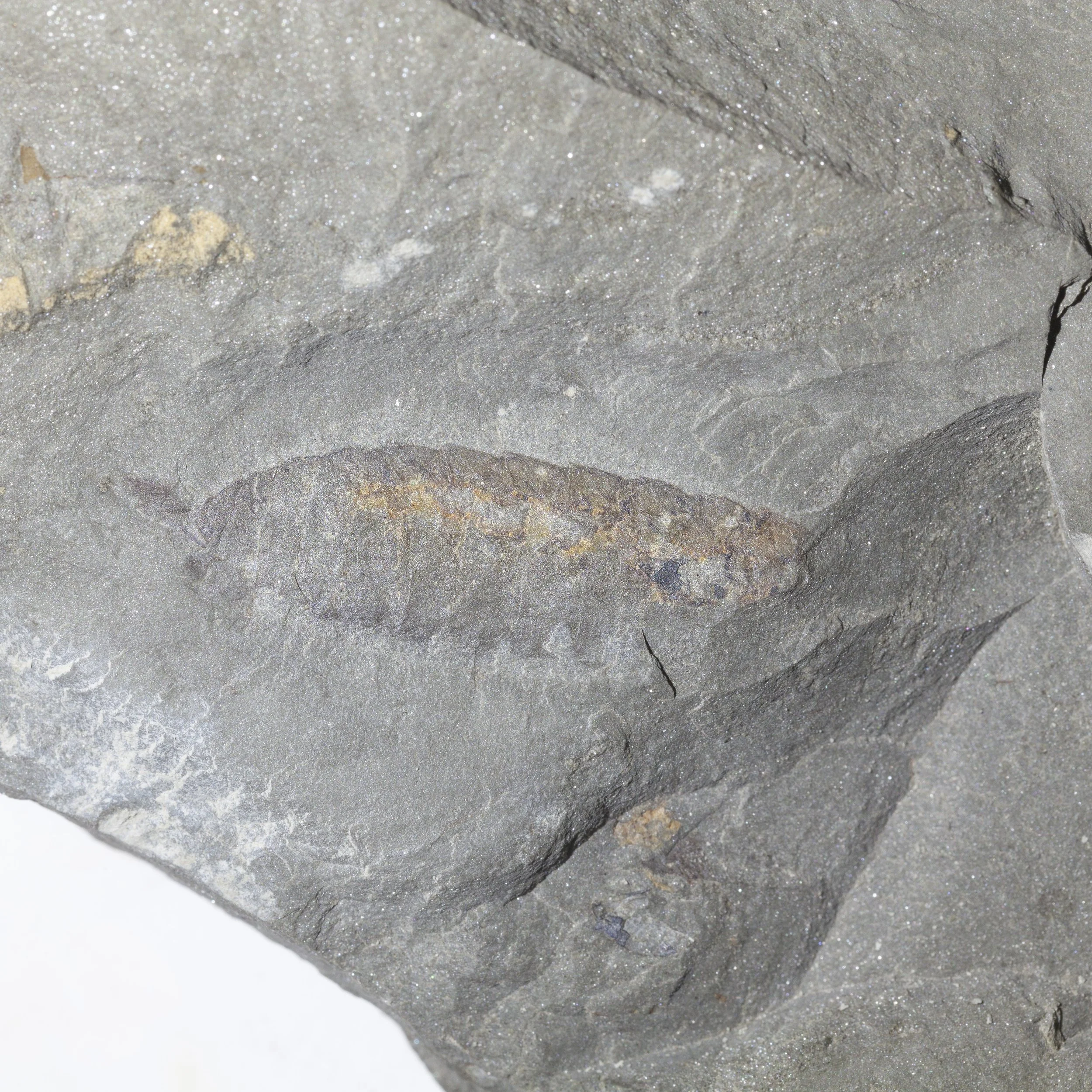 Leanchoilia sp.