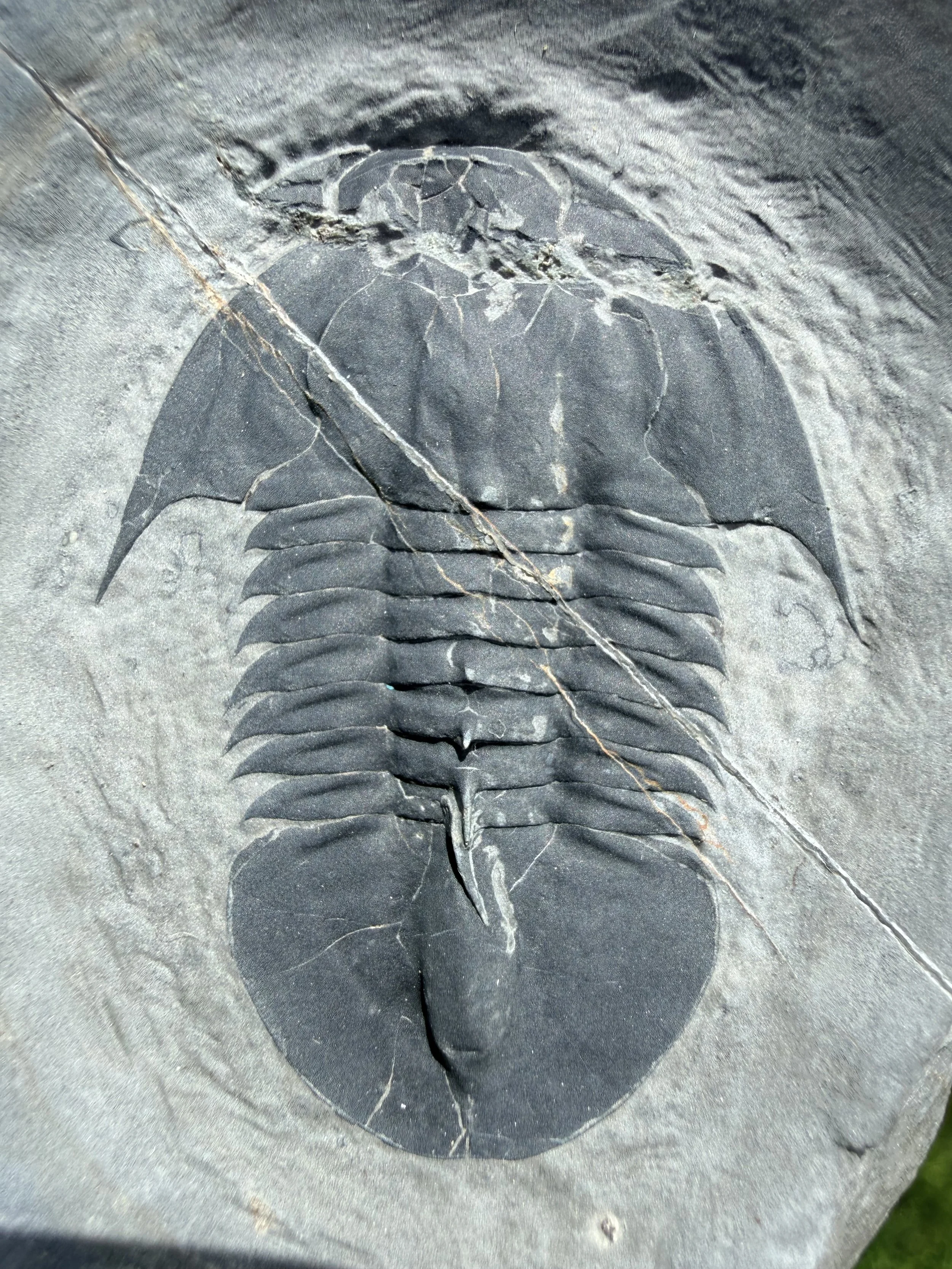 Glossopleura packi