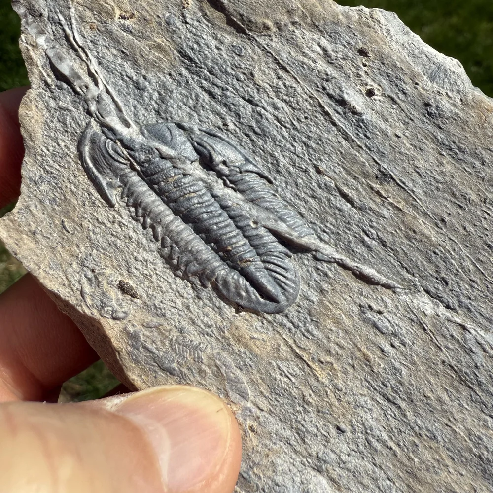 Annamitella liexiensis from the Lower Ordovician, Madaoyu