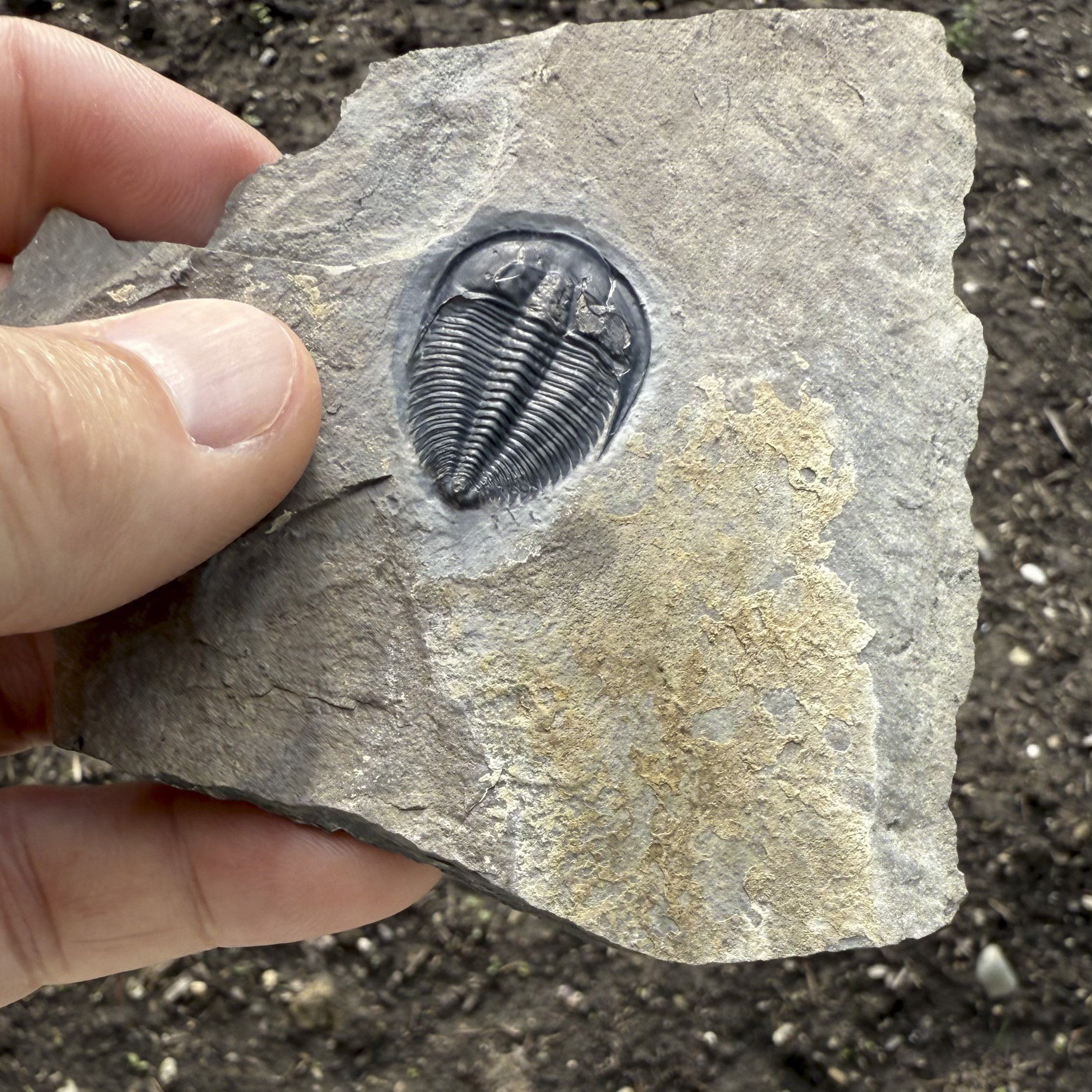 Amecephalus sp.