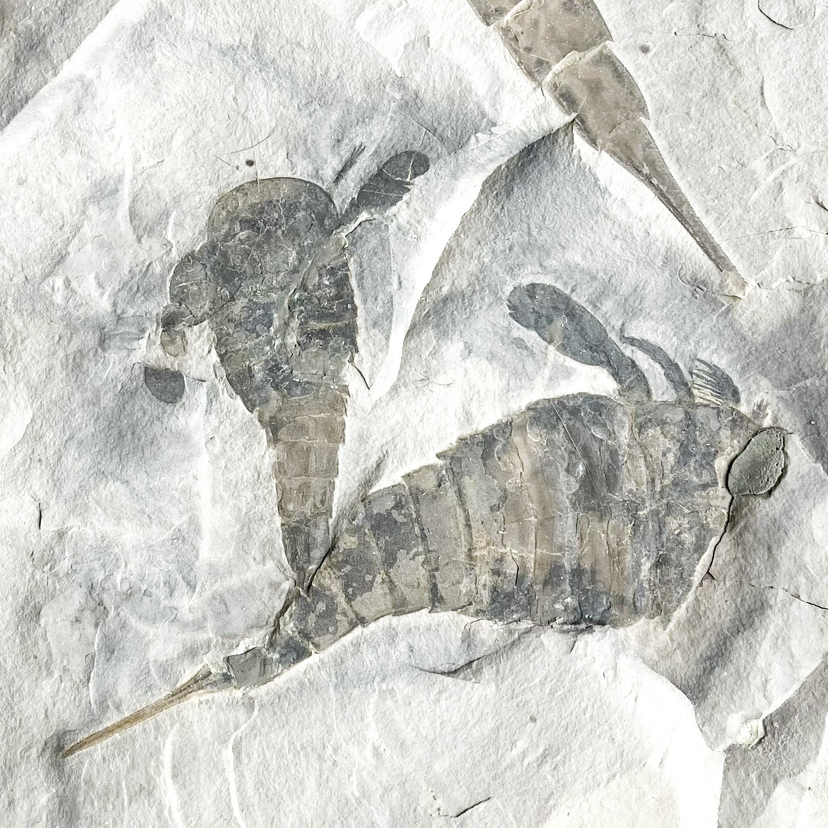 AS-3-image8-Edit-2.jpg