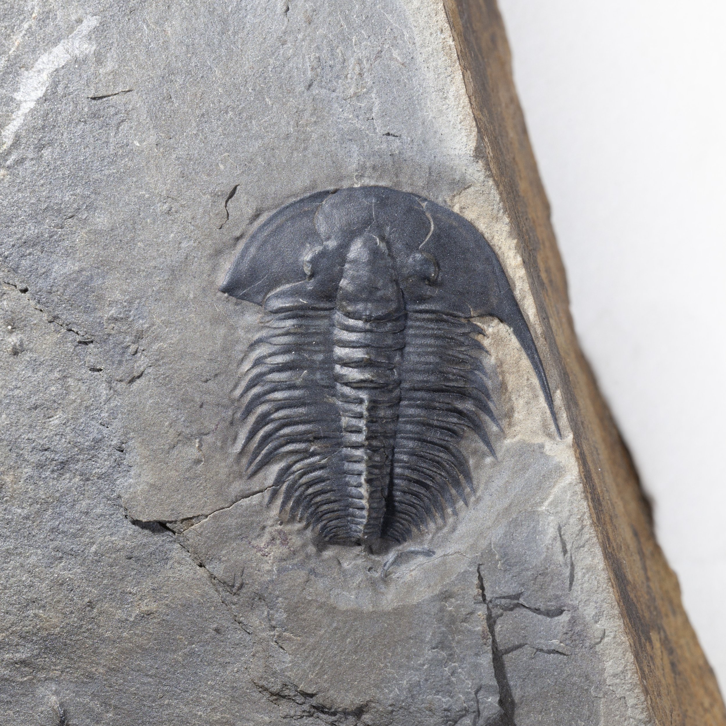 Amecephalus jamisoni