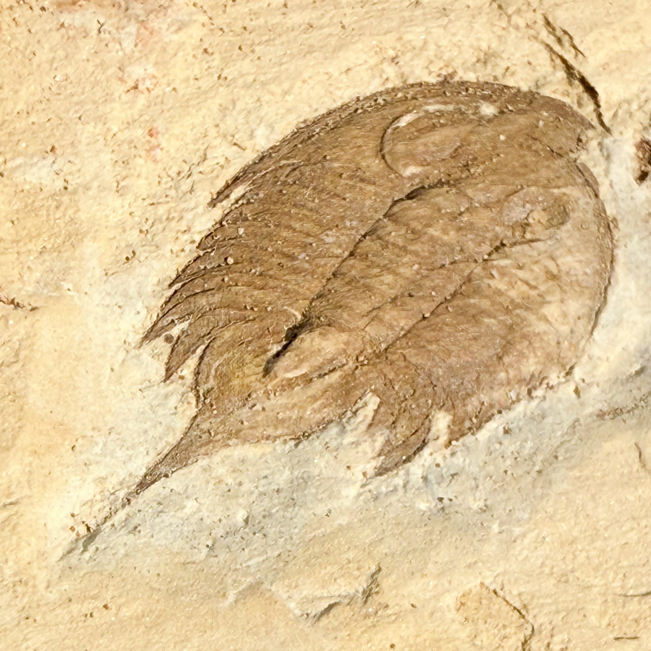 Macropyge (Promacropyge) sp.