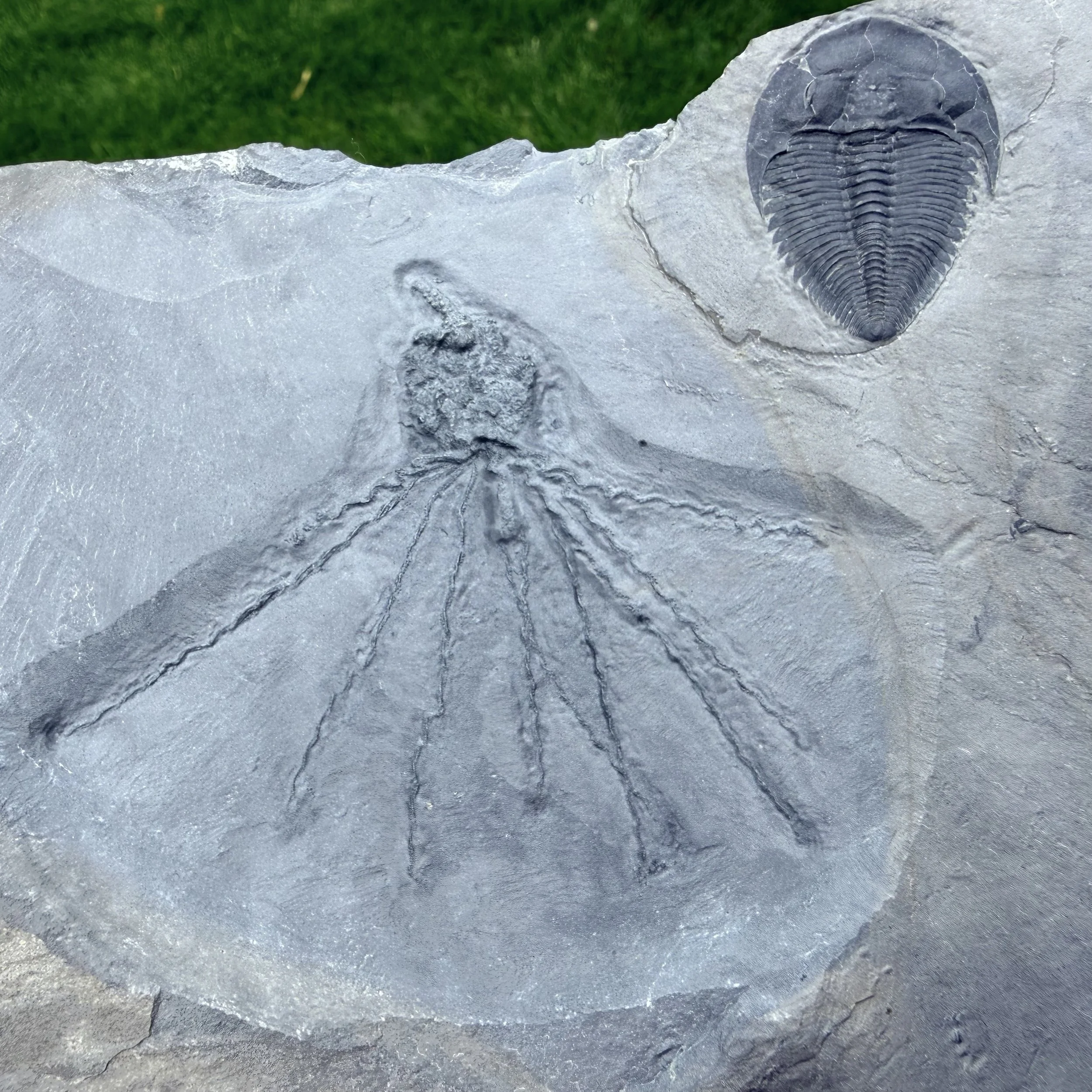 Amecephalus idahoense / Gogia granulosa