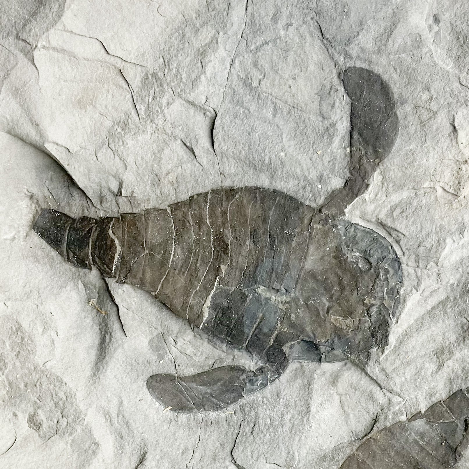 AS-2-image7-Edit-2.jpg
