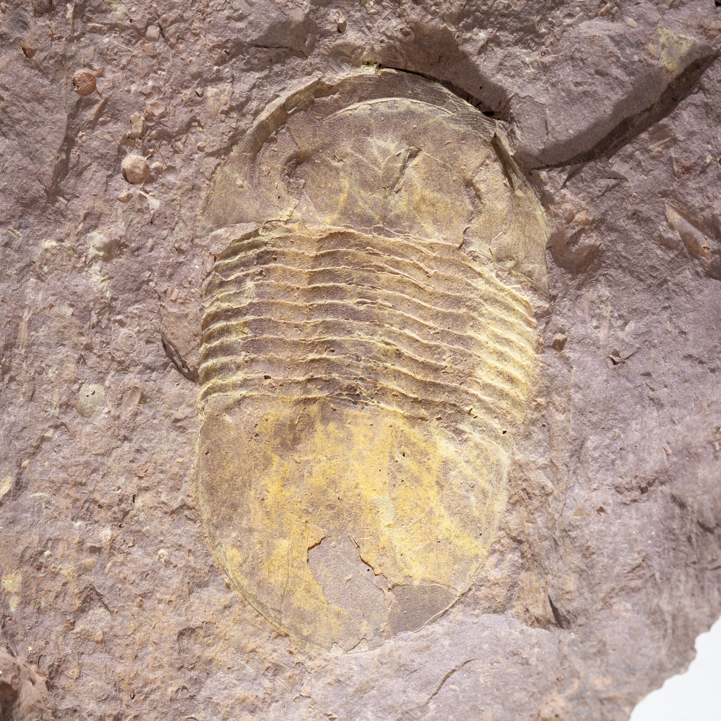 Illaenus sp.