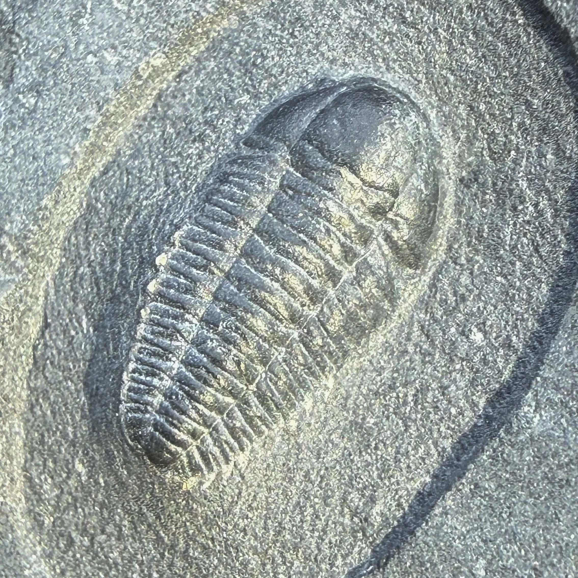 Peltura scarabaeoides