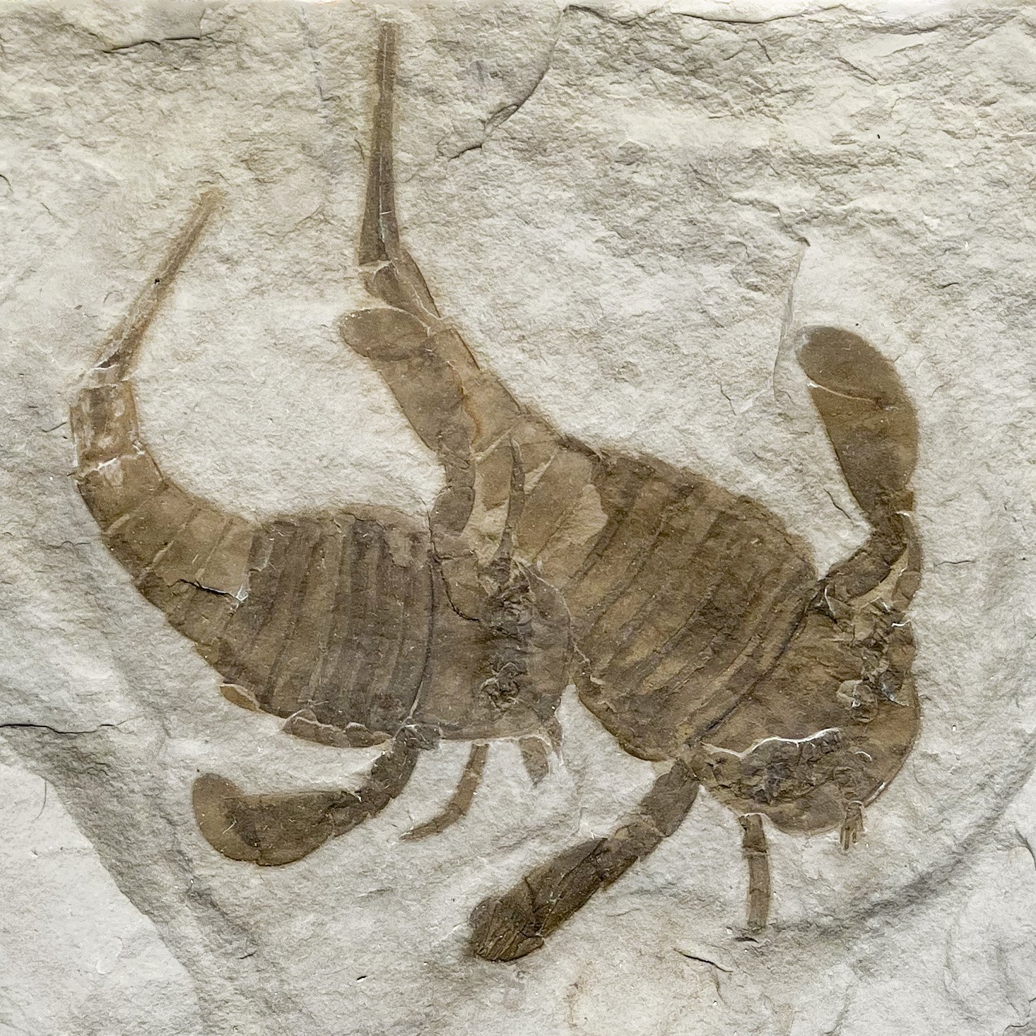 AS-1-image6-Edit.jpg