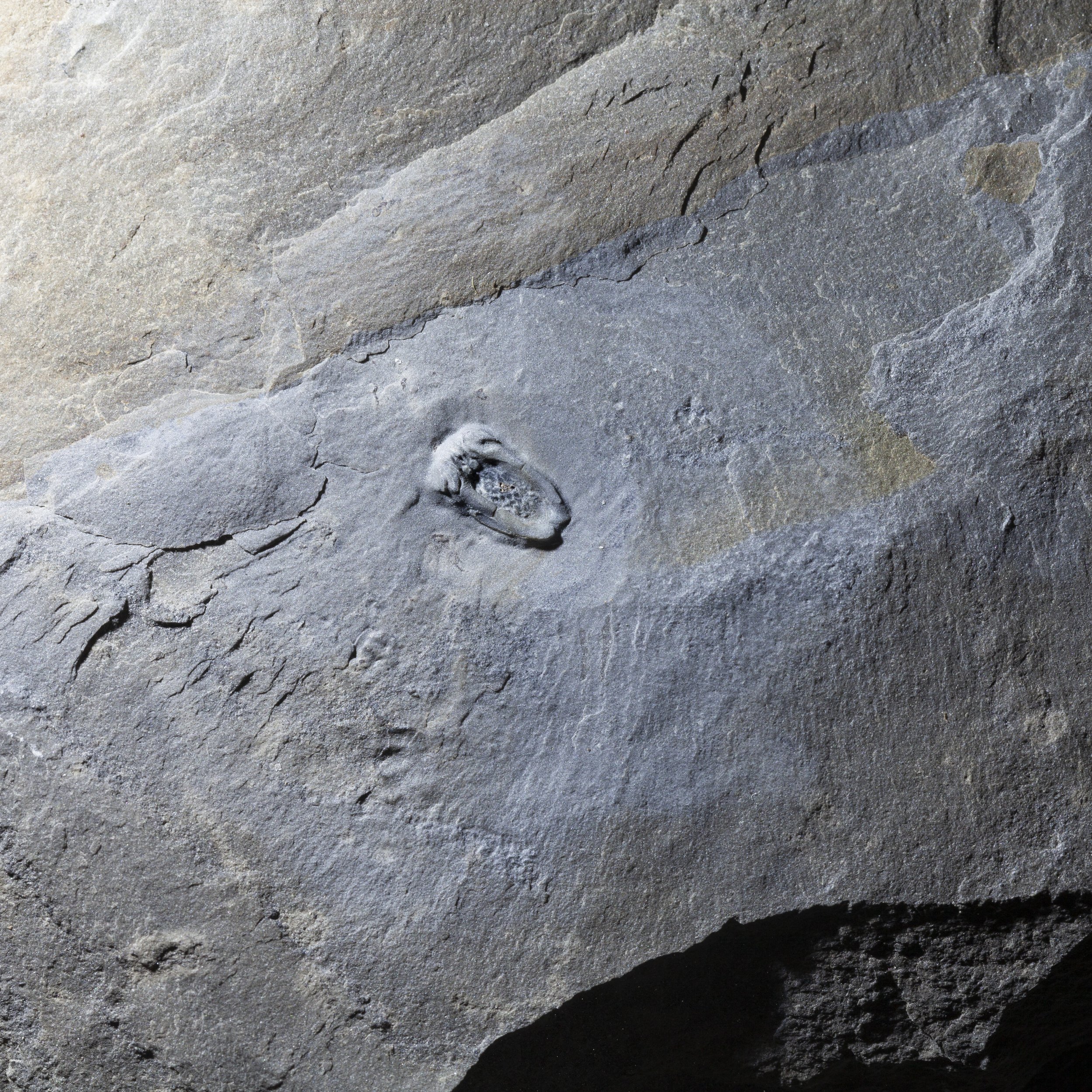 Ctenocystis utahensis