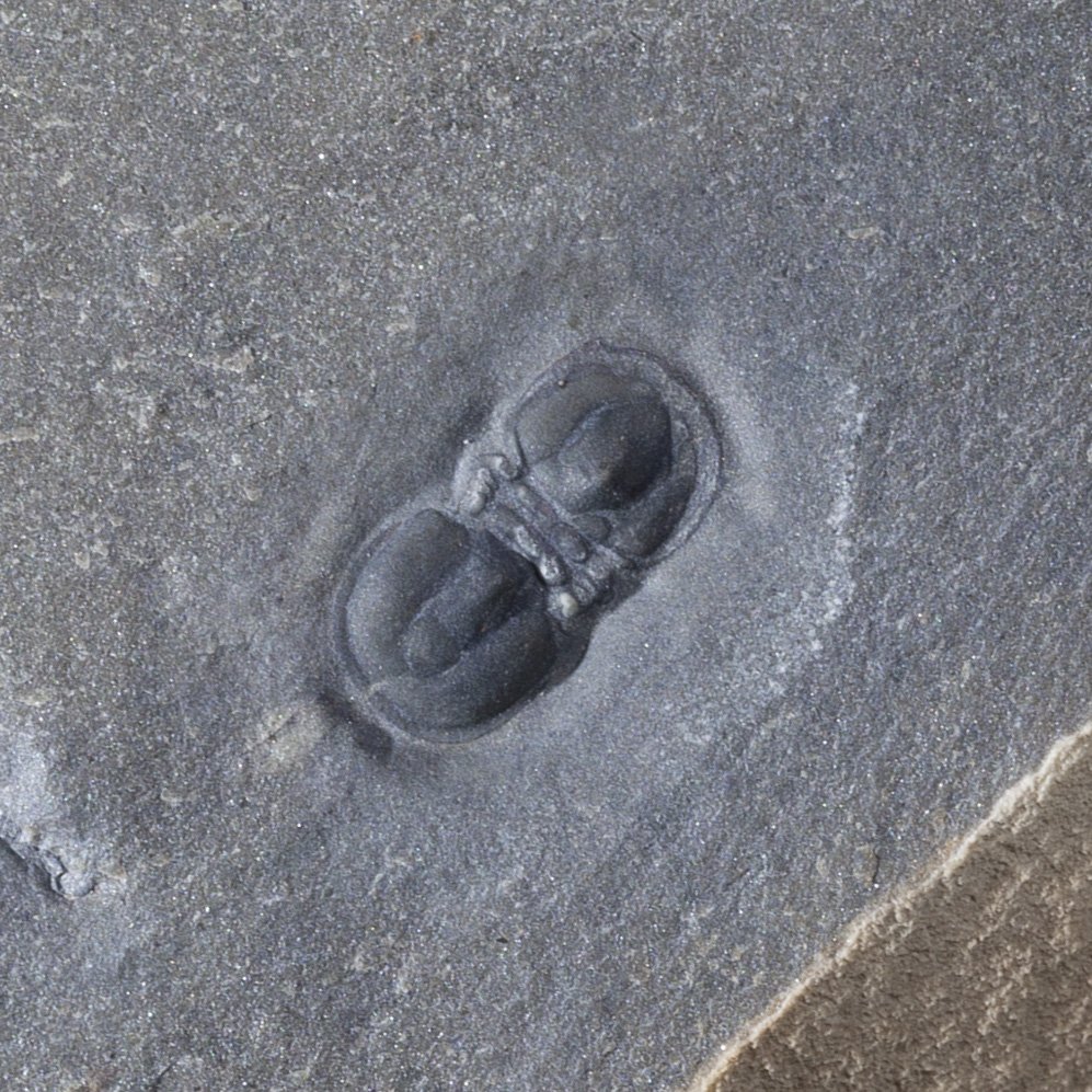 SQ1863833-1-2.jpg