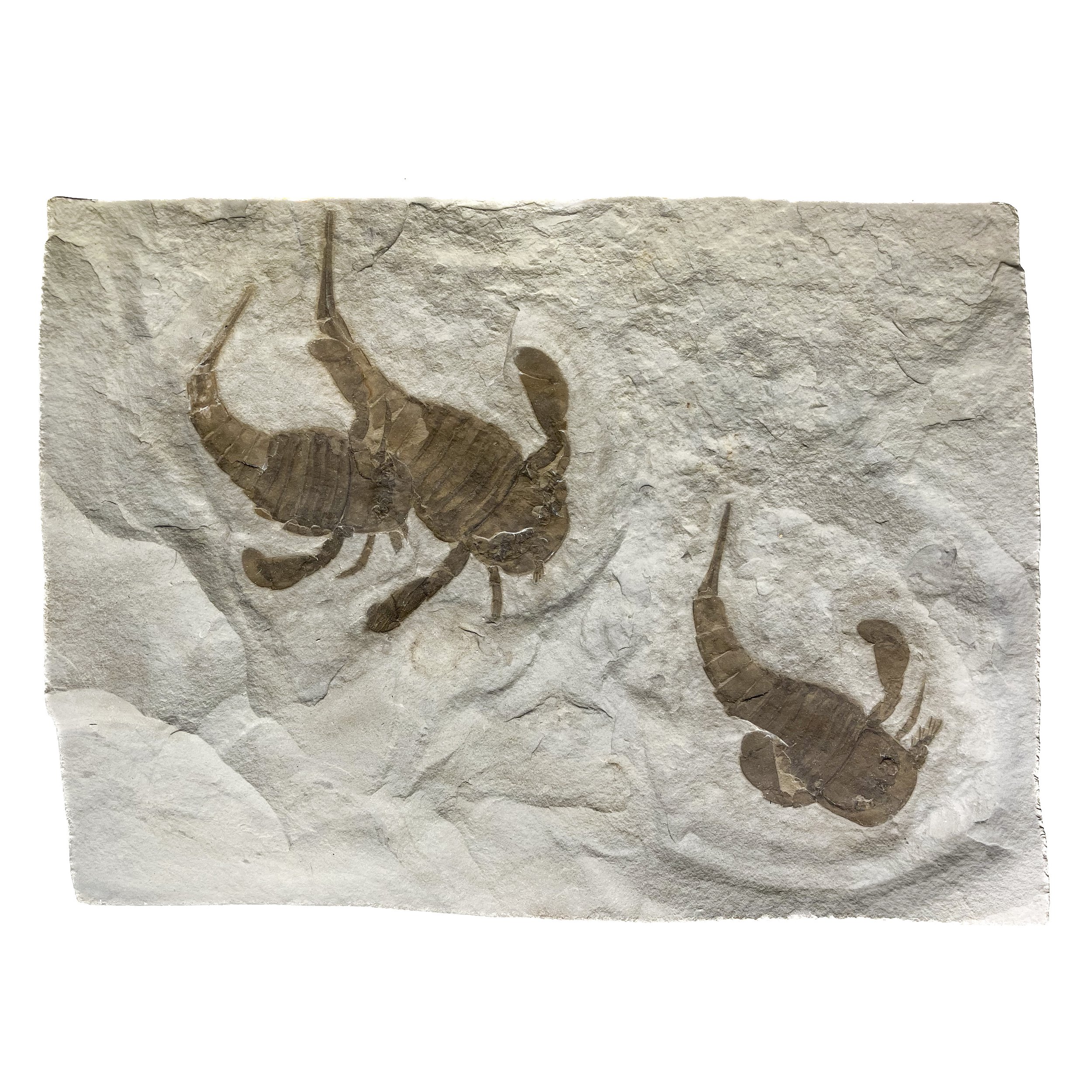 Eurypterus remipes
