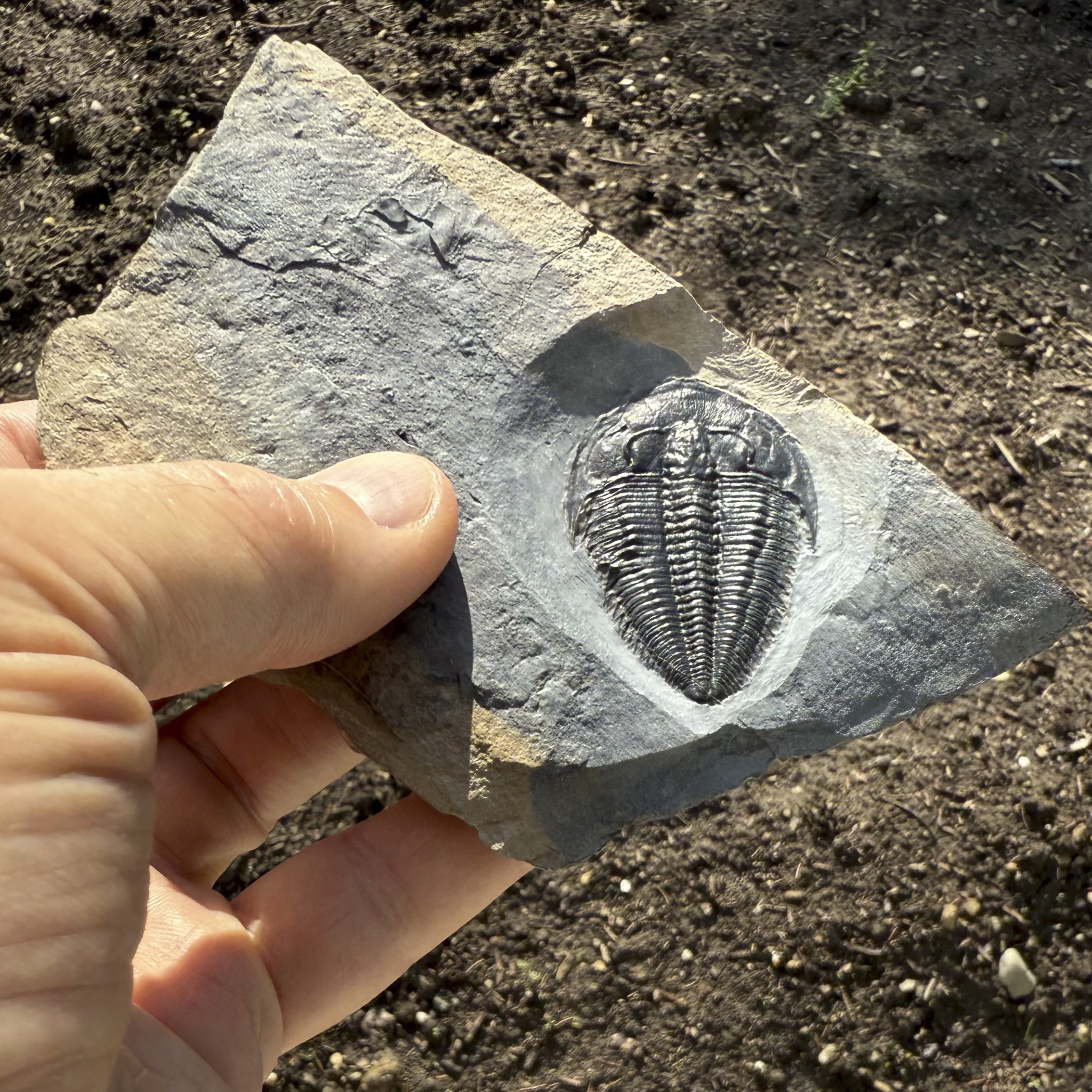 SQ6102255-hand.jpg