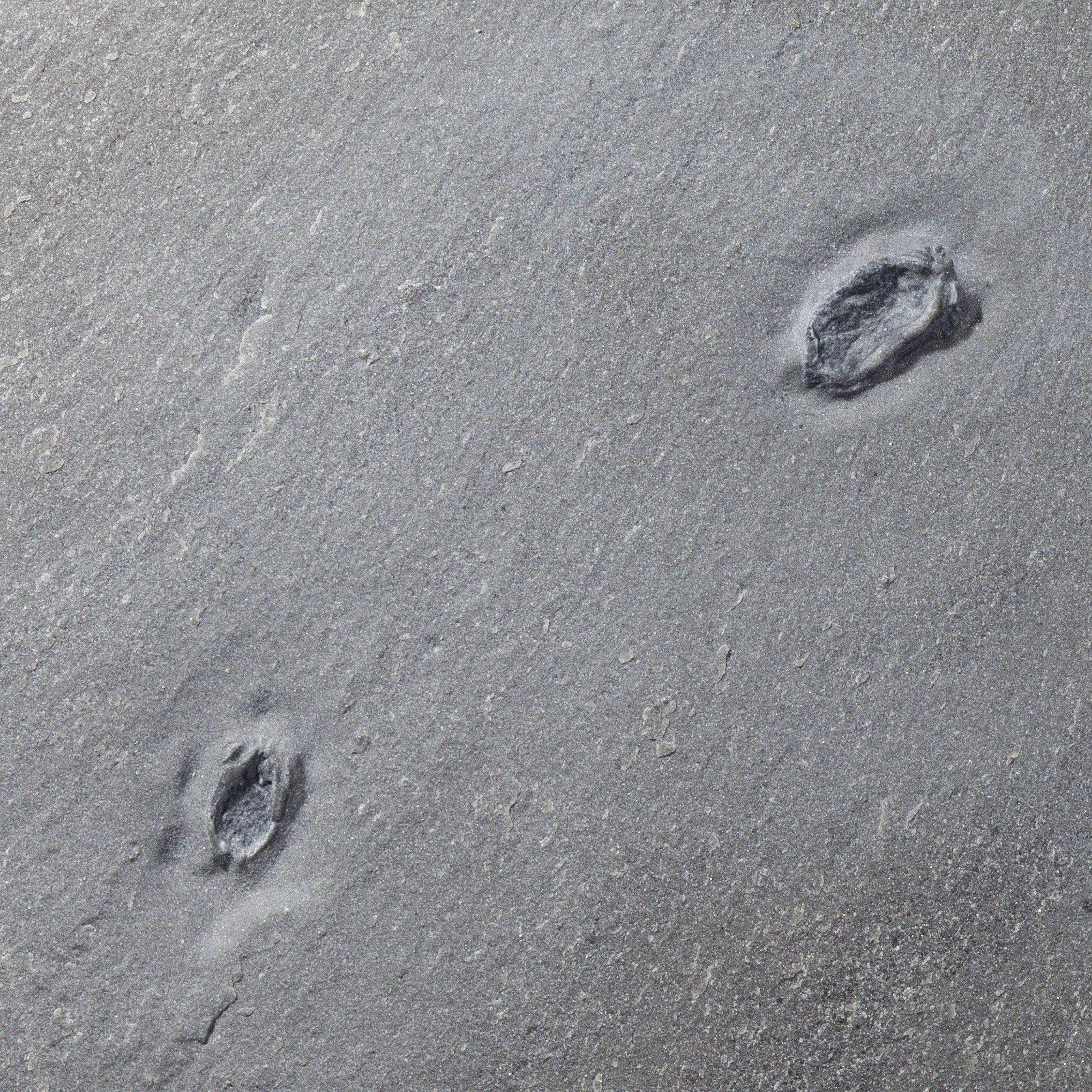 Ctenocystis utahensis