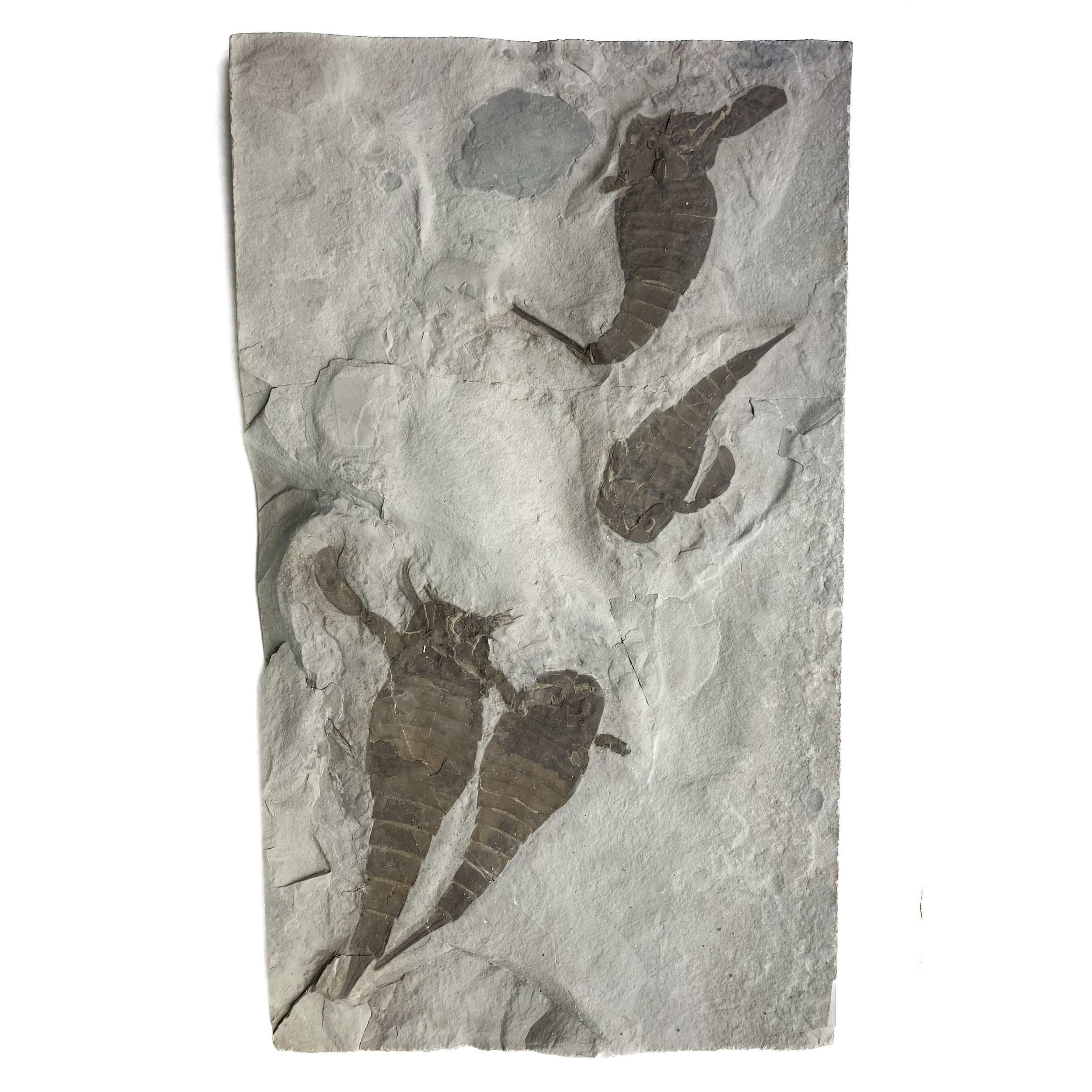 Eurypterus remipes