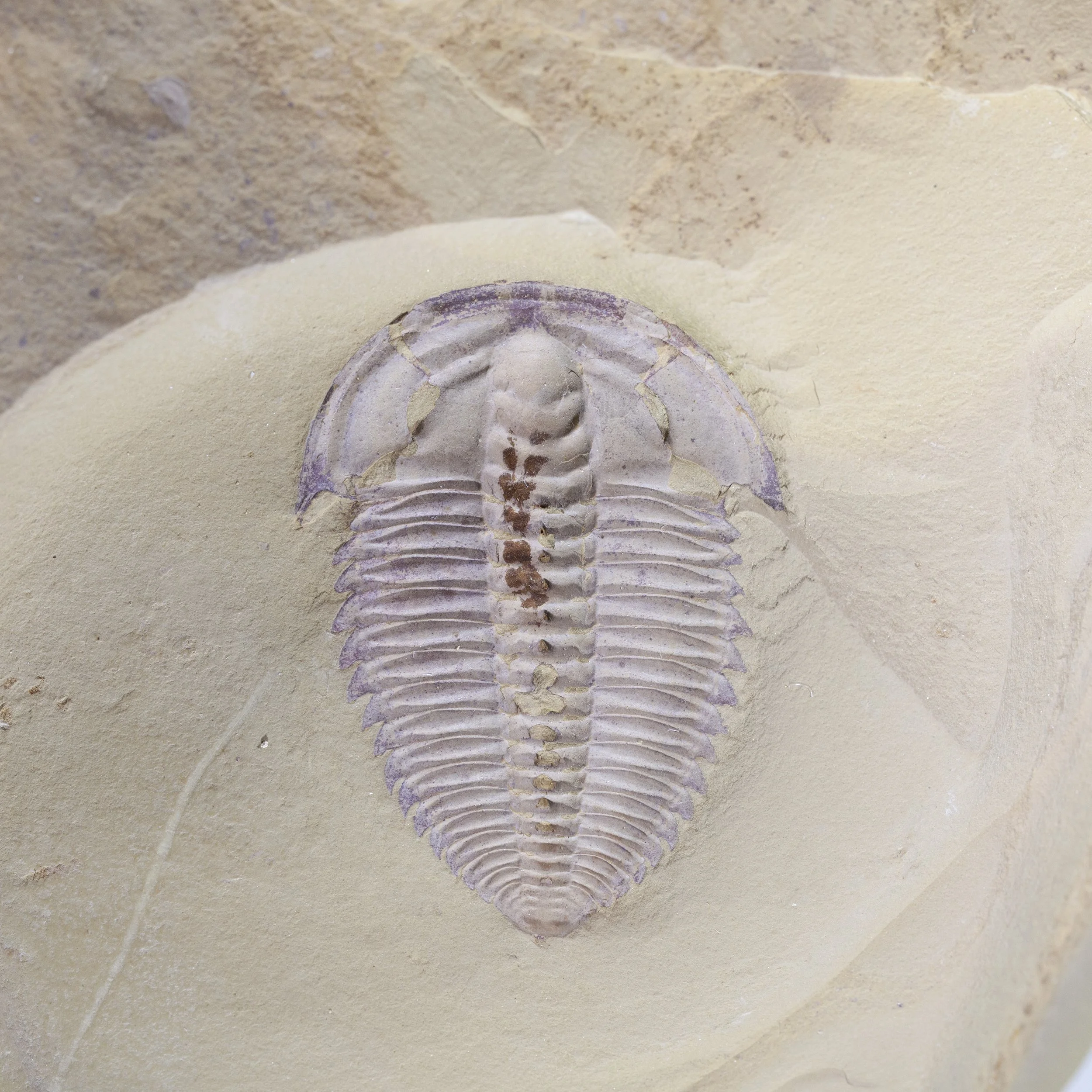 アメリカ・三葉虫】希少種 Olenellus fowleri【化石】No.1 ファッション