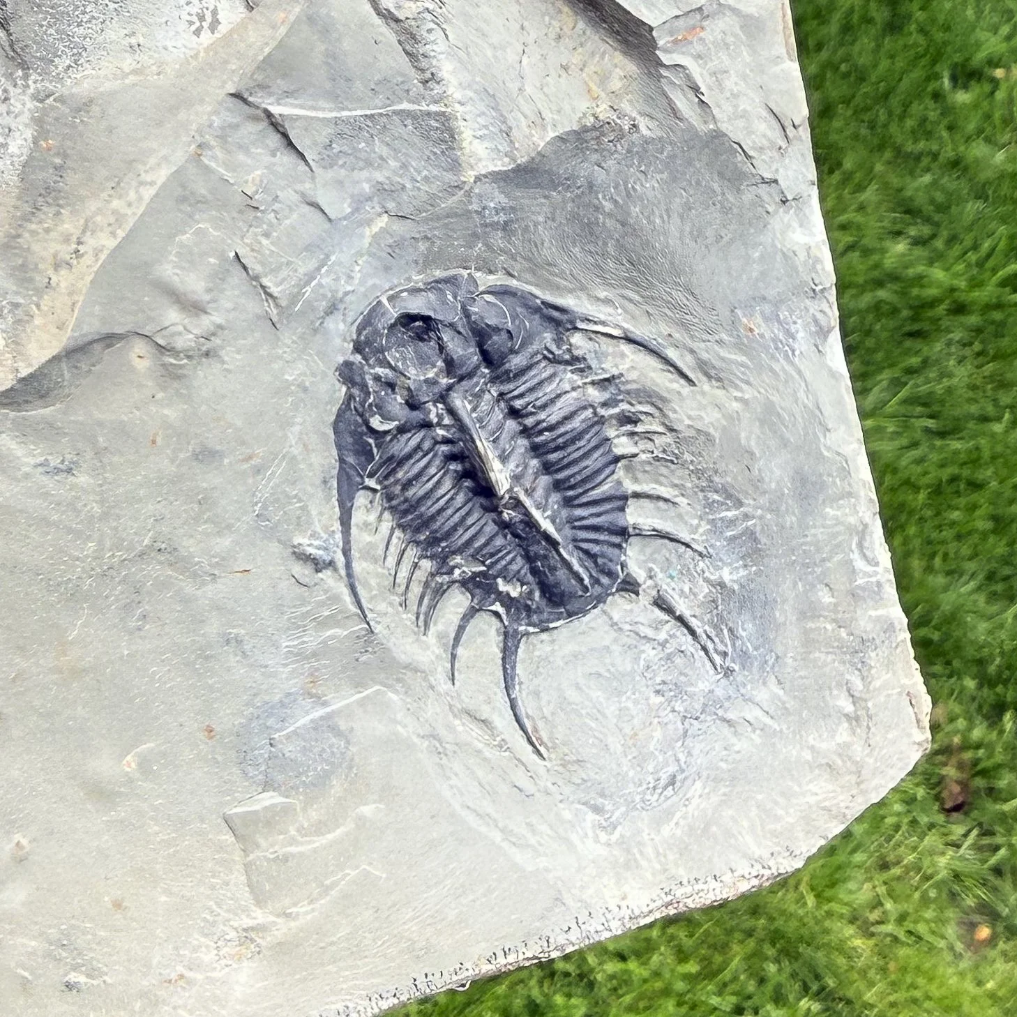 Olenoides vali