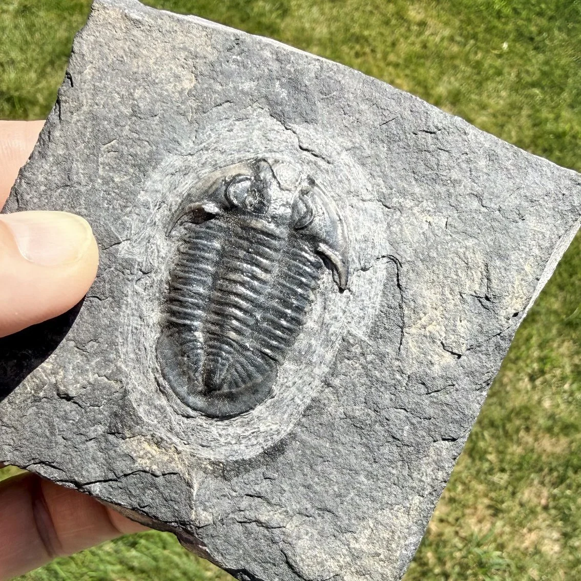 Annamitella liexiensis