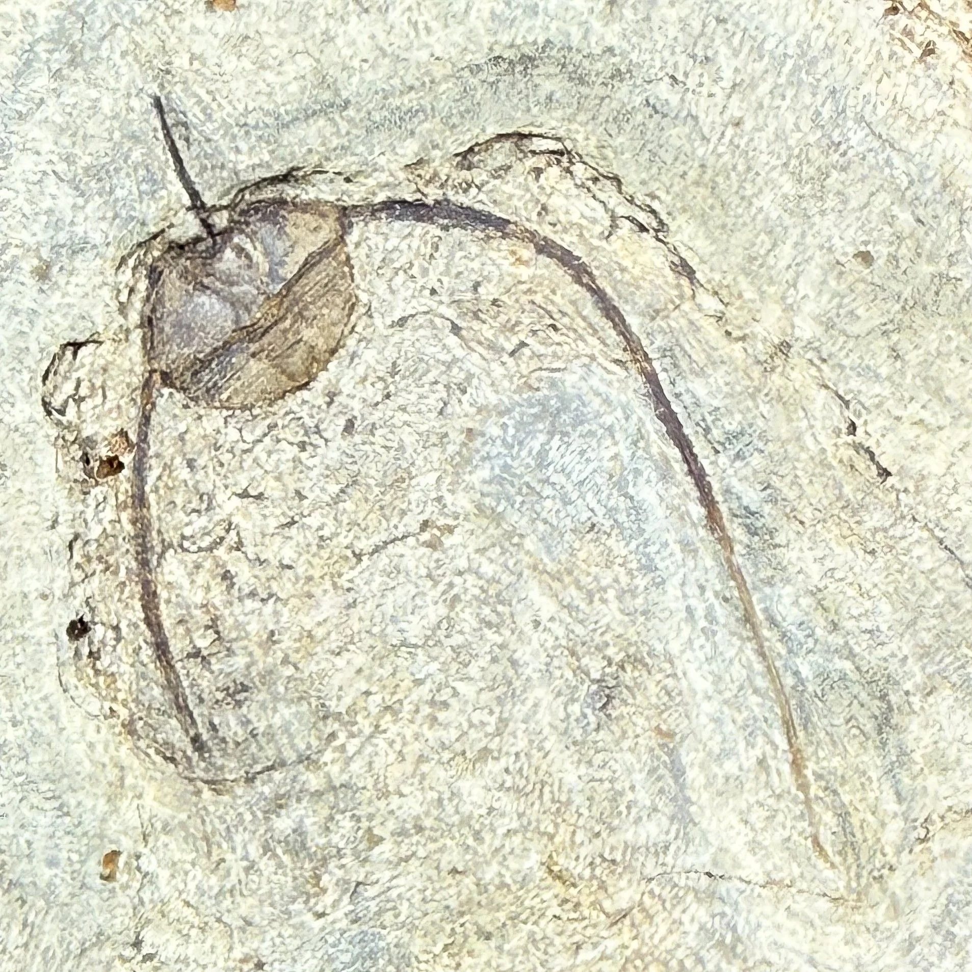 Rhombampyx yii