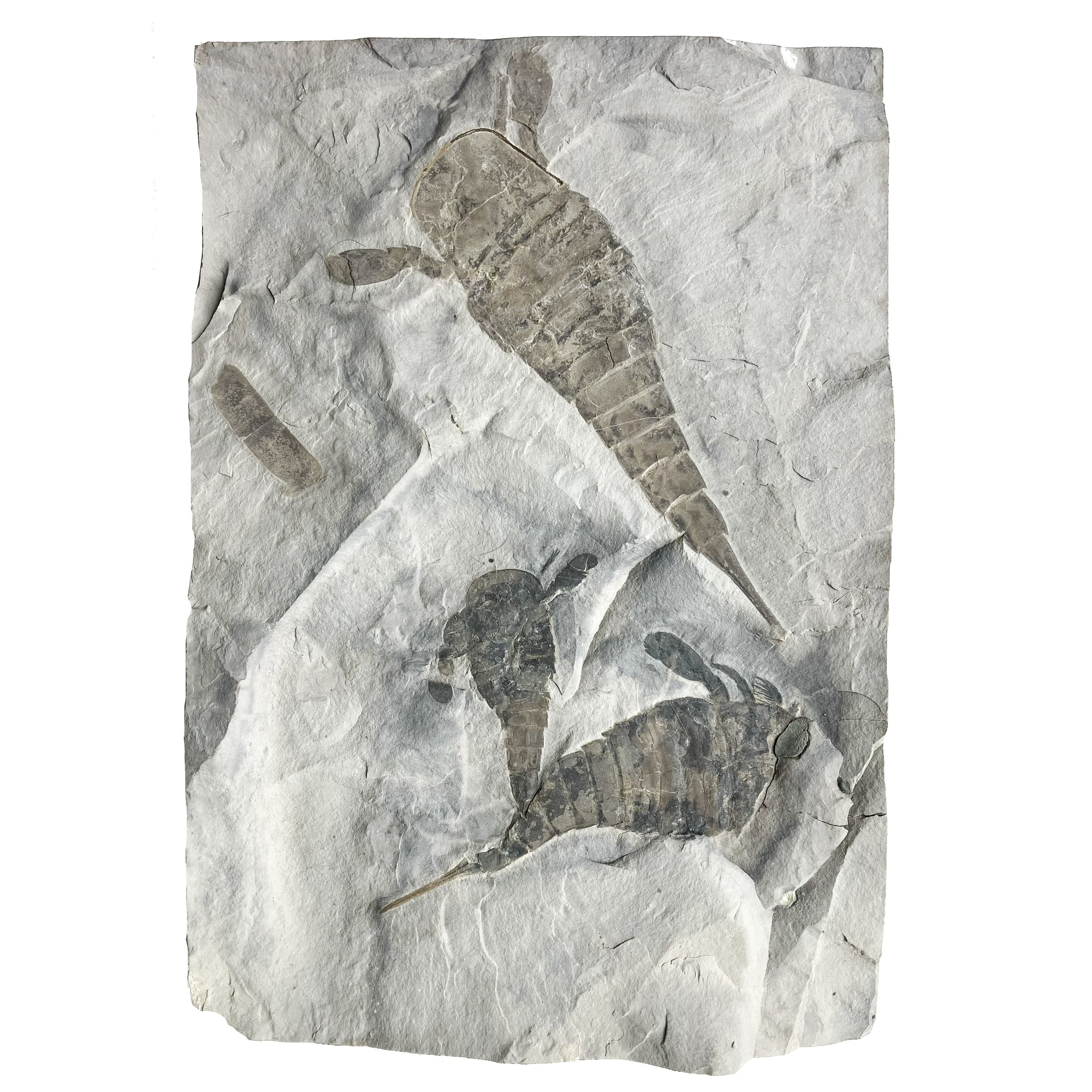 Eurypterus remipes