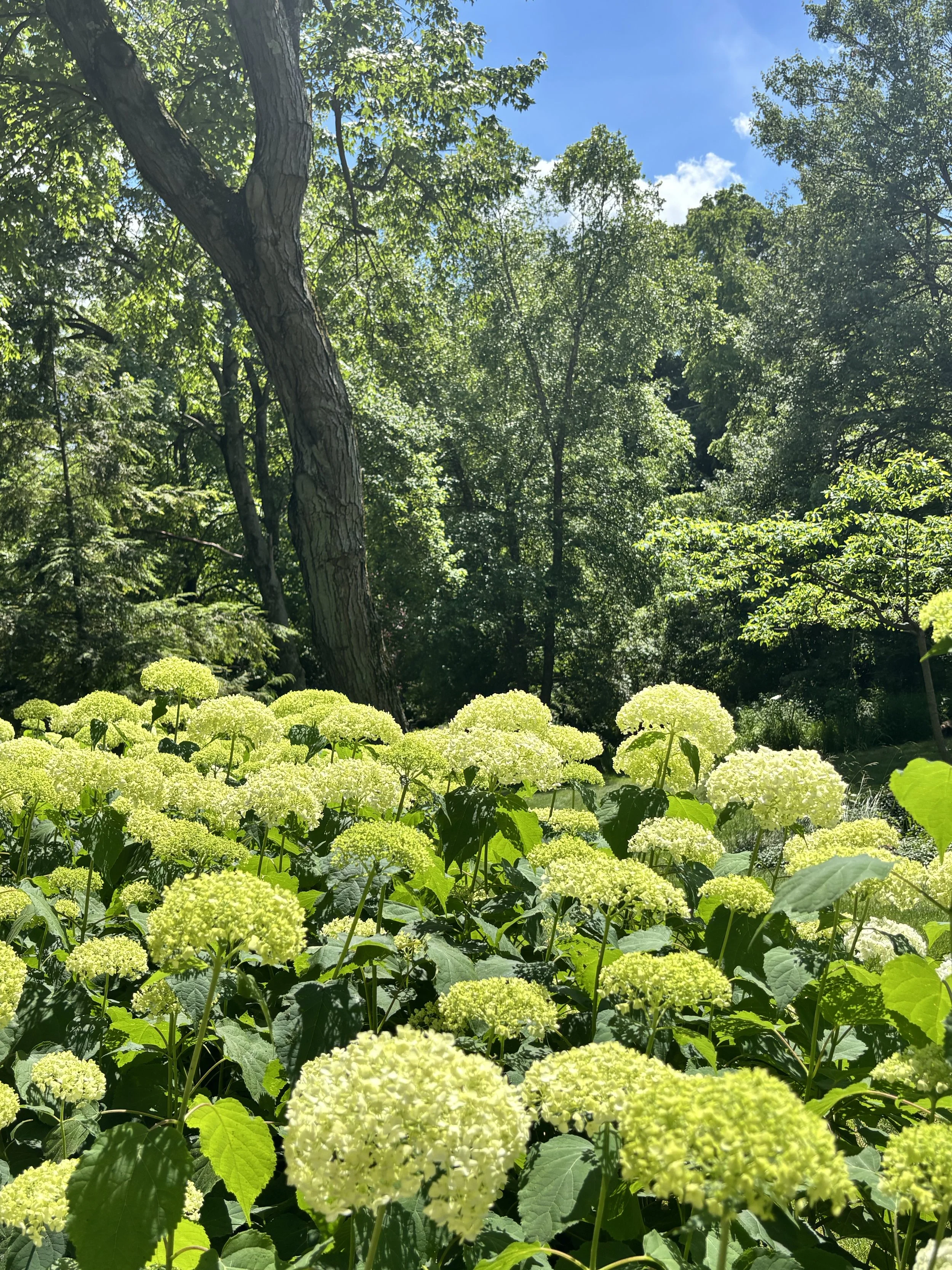 VIRTUAL YOGA NIDRA OFFERING
