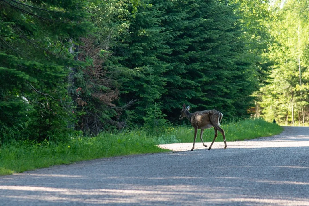 Sleeping Giant Provincial Park — Alexander Galant Photography