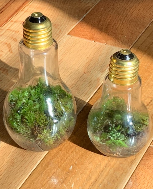 Light Bulb Terrarium — Glass Forest Terrariums