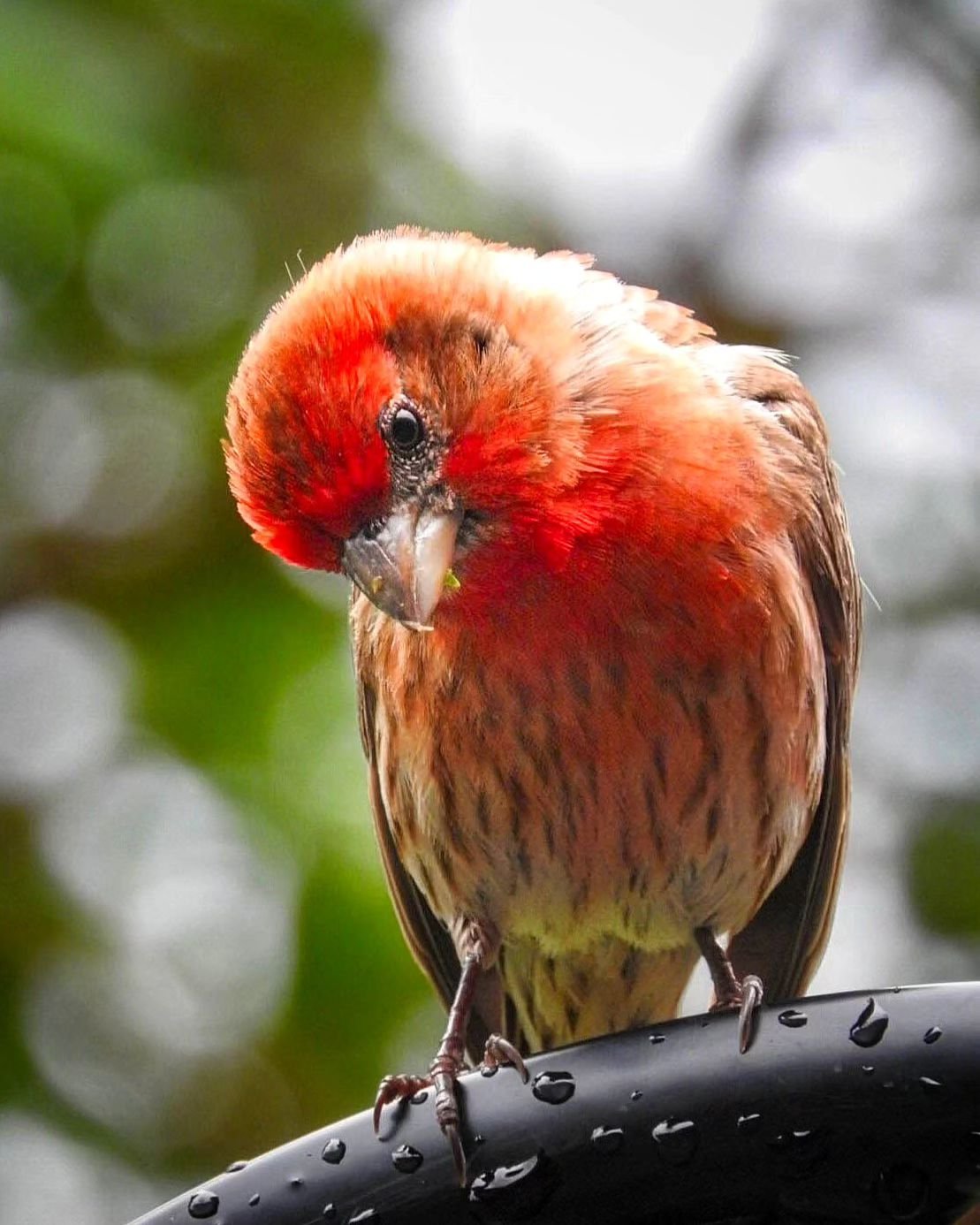 🦜📸I photographed this beautiful little house finch in the backyard after it stopped raining. You can tell he is a male from the red coloration. Just look at that head tilt!

.
.
.

#HouseFinch #BirdPhotography #NatureLovers #WildlifePhotography #Bi