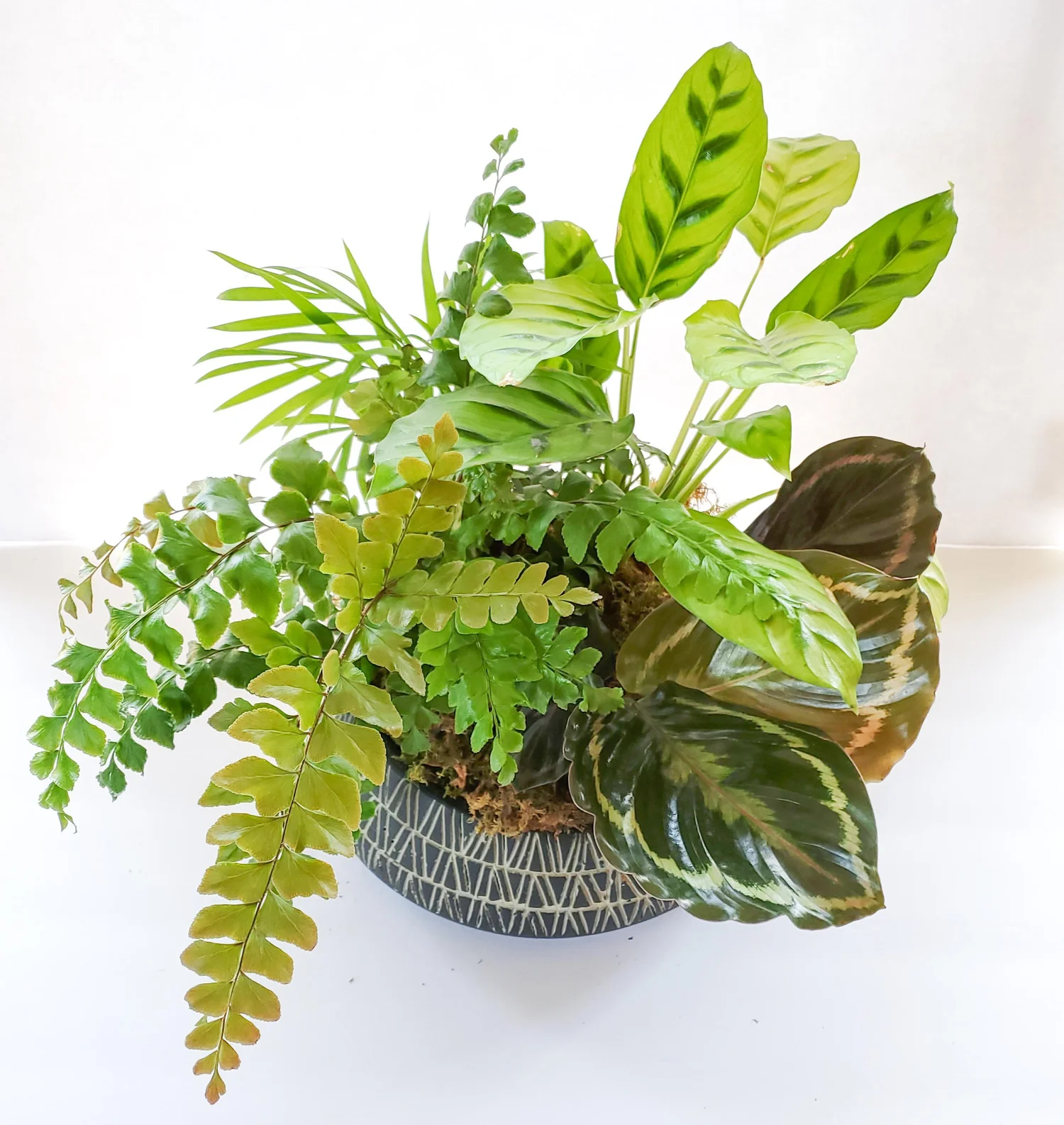 Modern Plant Mix  Mossy Roots Homepage