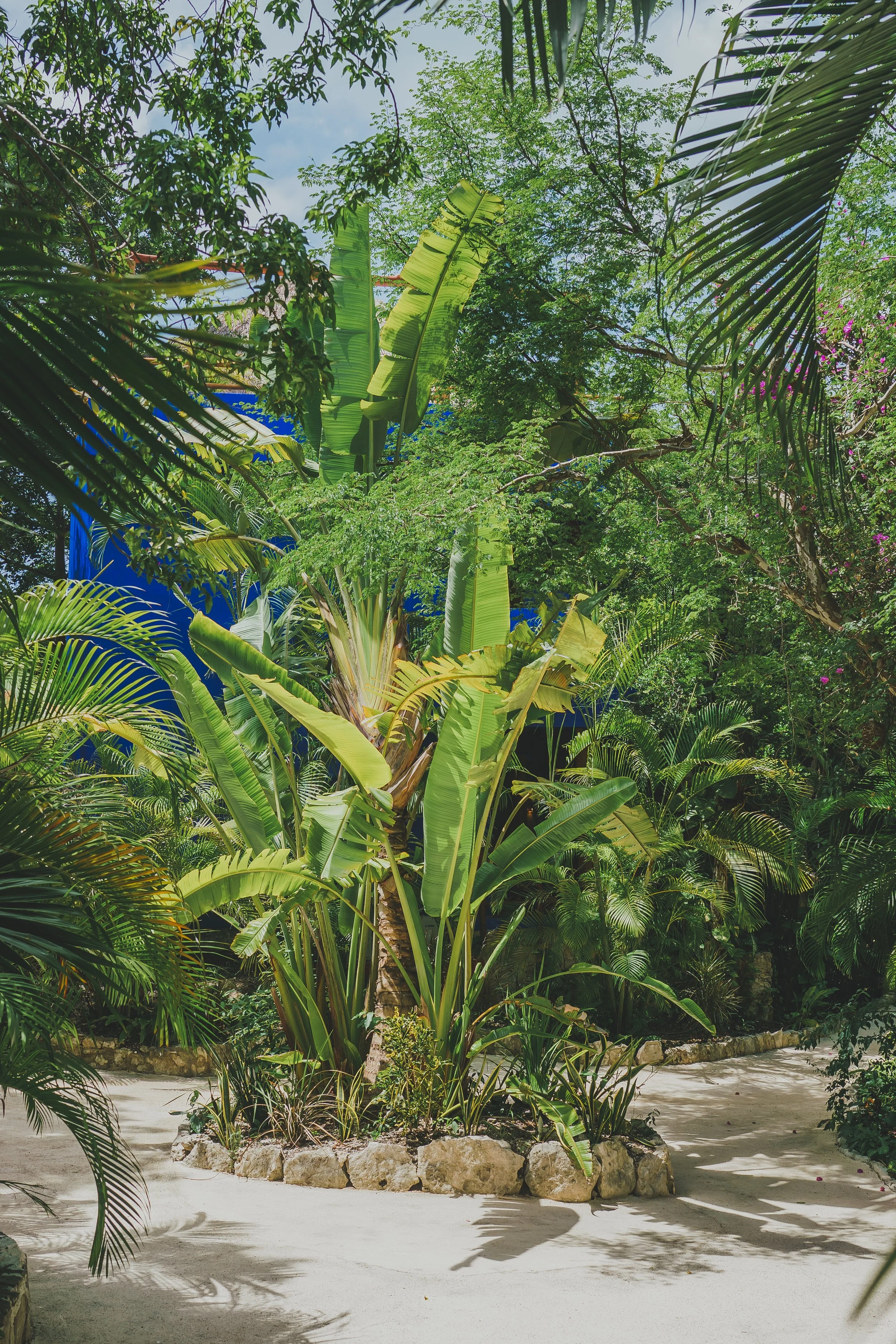 image of palms in tulum jungle, the setting for HEAL: a somatic wellness retreat with Katie Bellamy, LCPC