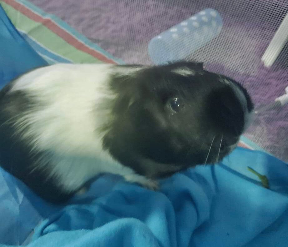 A Guinea Pig’s Life Lesson