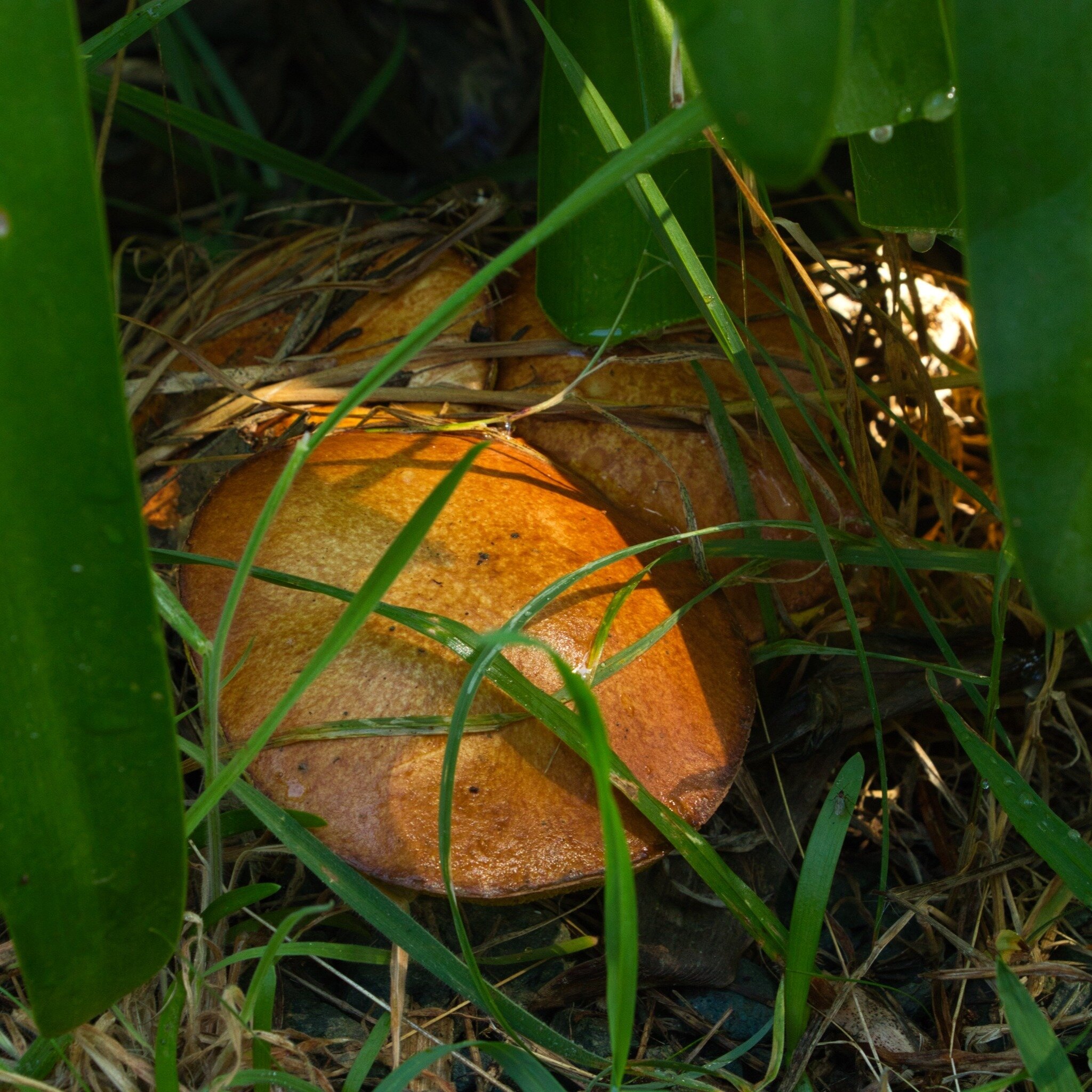 Autumn is here - so are the mushrooms.

These Suillus luteus or slippery jacks pop up right in the middle of our driveway. They are considered edible but there aren't the best eating, to be honest.

These mushrooms form a symbiotic relationship with 