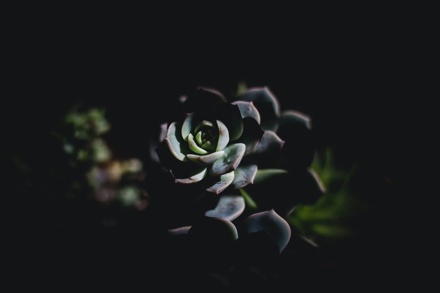 A close-up of a succulent plant with thick, fleshy leaves in a rosette pattern, illuminated against a dark background.