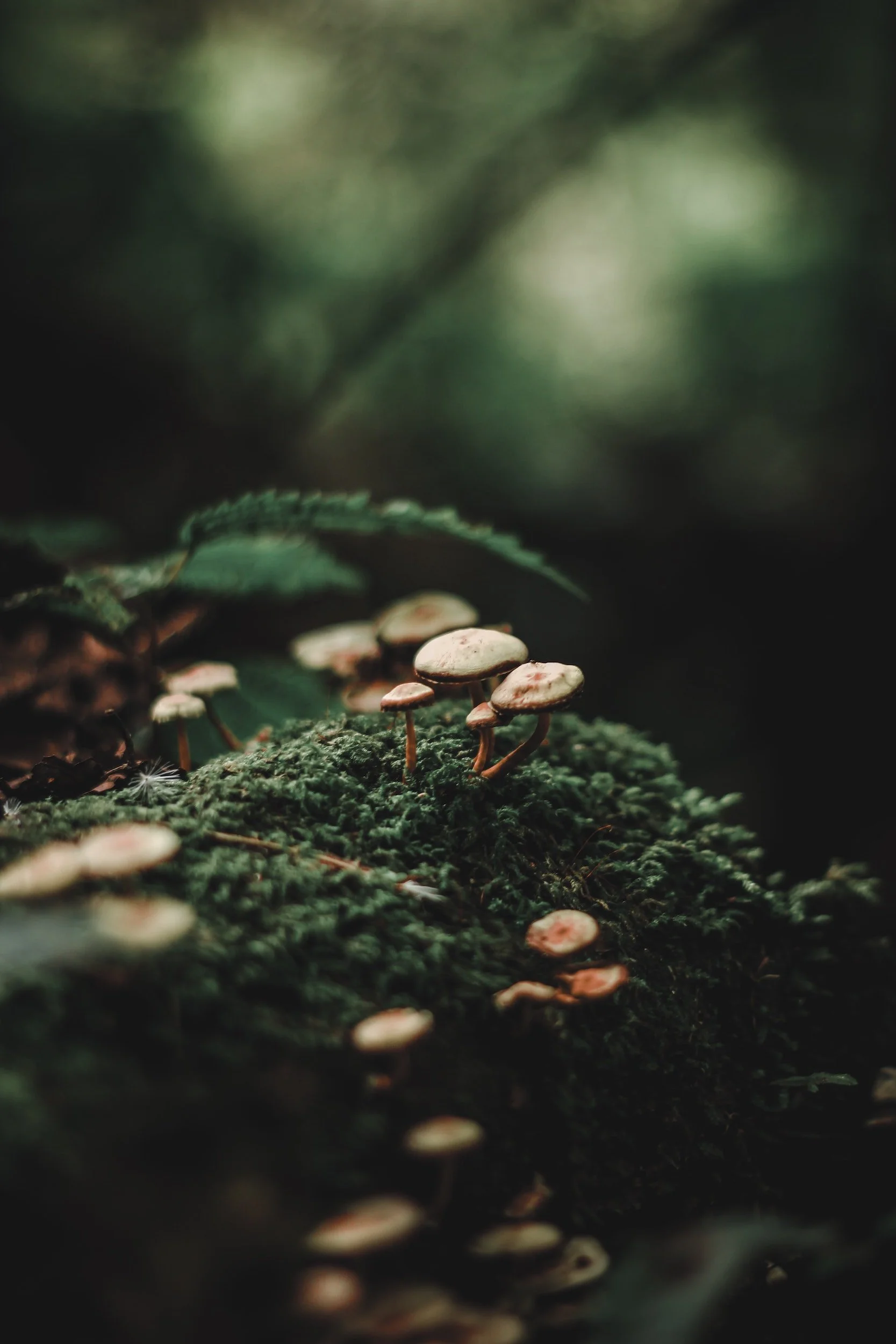 Close-up of small mushrooms growing on a mossy surface in a forest, with blurred green foliage in the background.