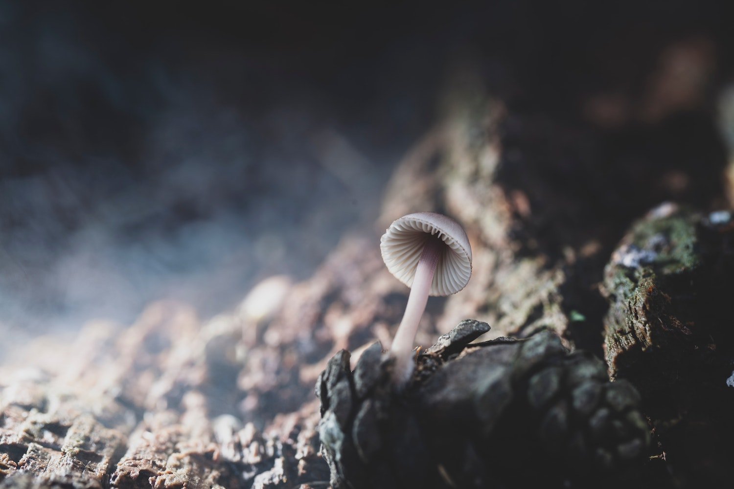A small mushroom growing on a fallen log covered in dark bark and moss, with blurred background.