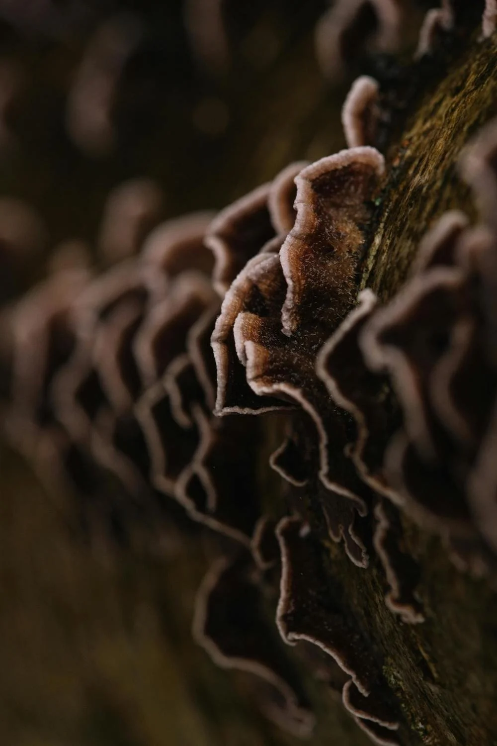 Close-up of brown fungi or shelf mushrooms growing on a tree trunk in a dark setting.