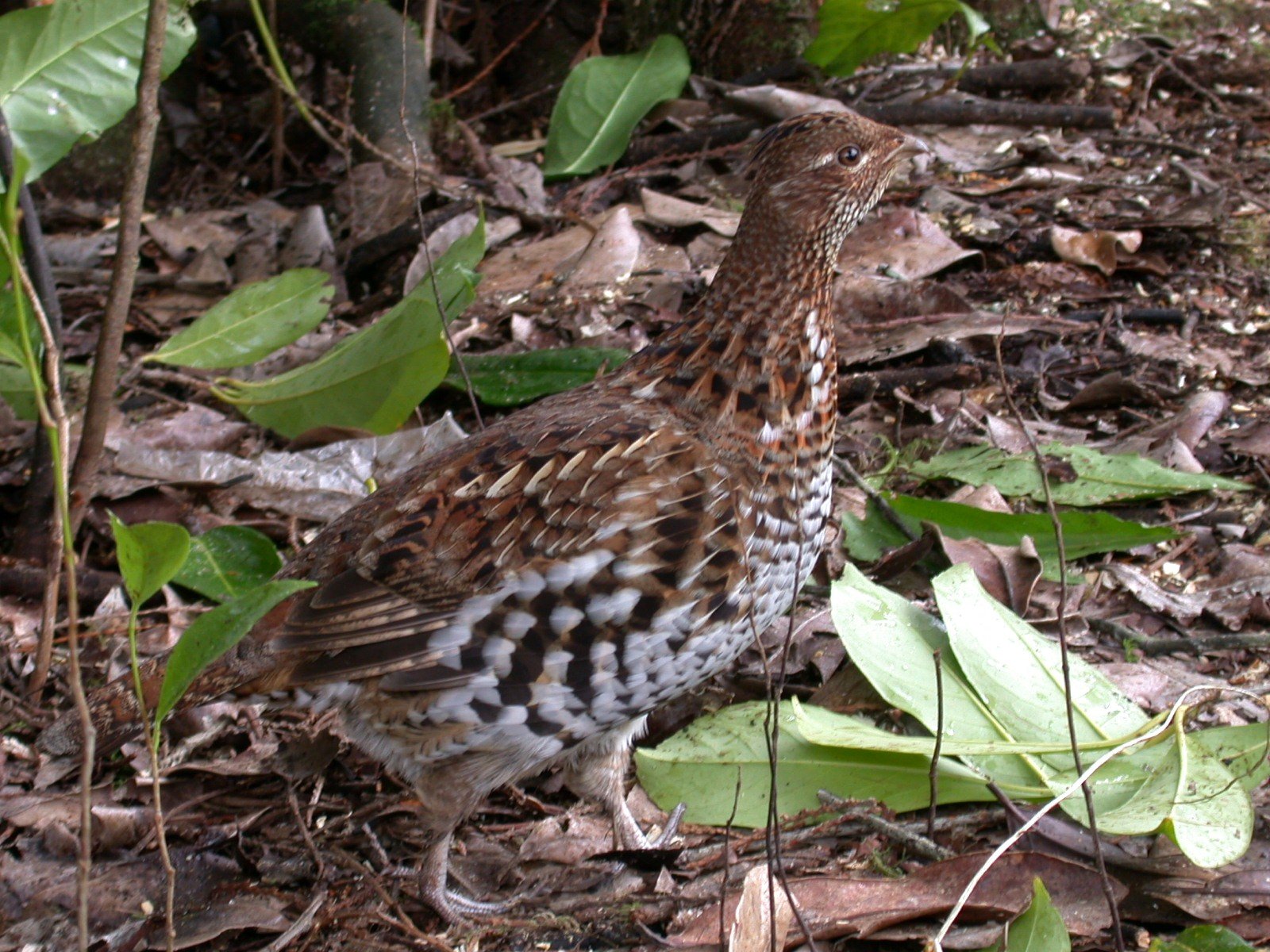 ruffedgrouse.jpg