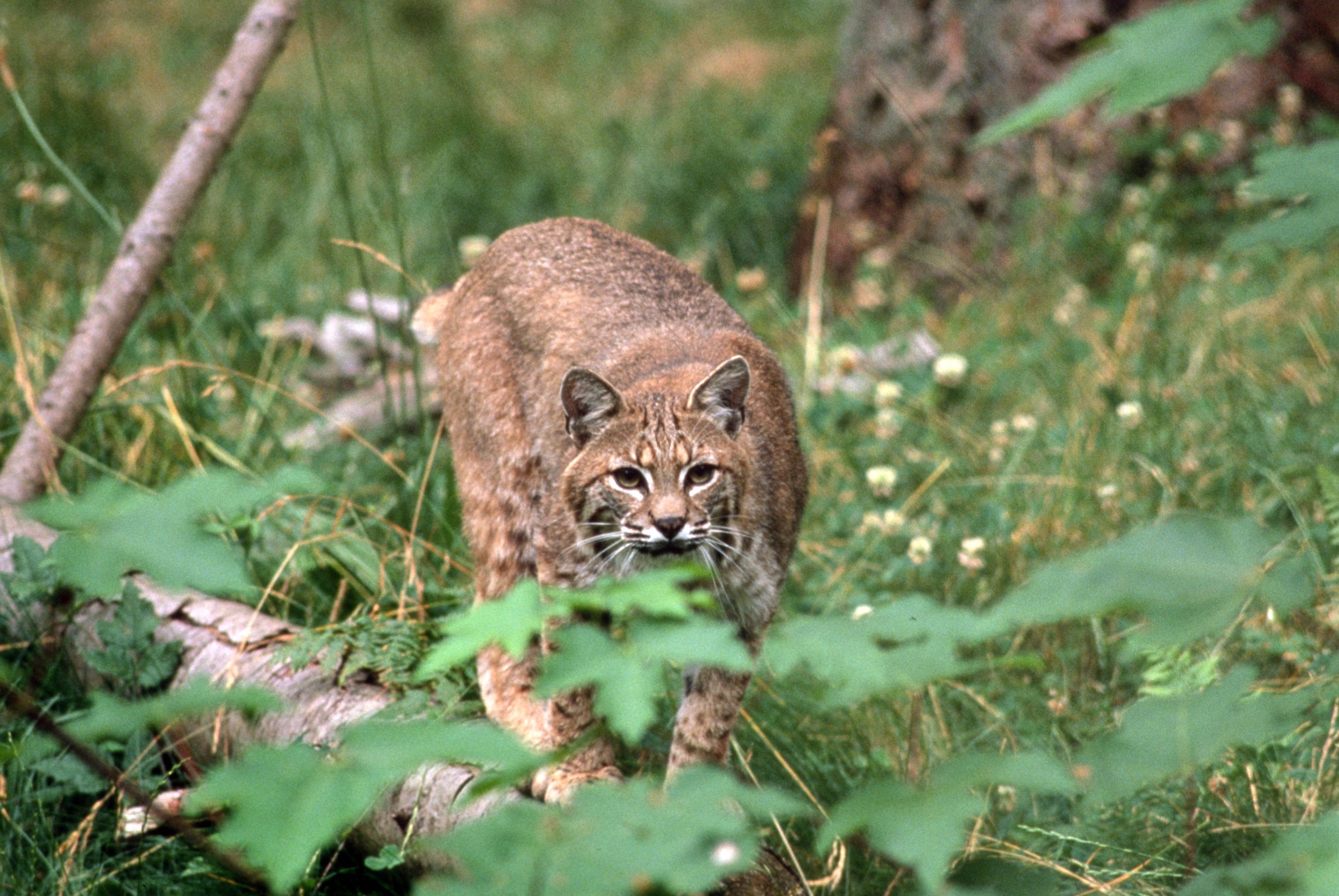 bobcat.jpg