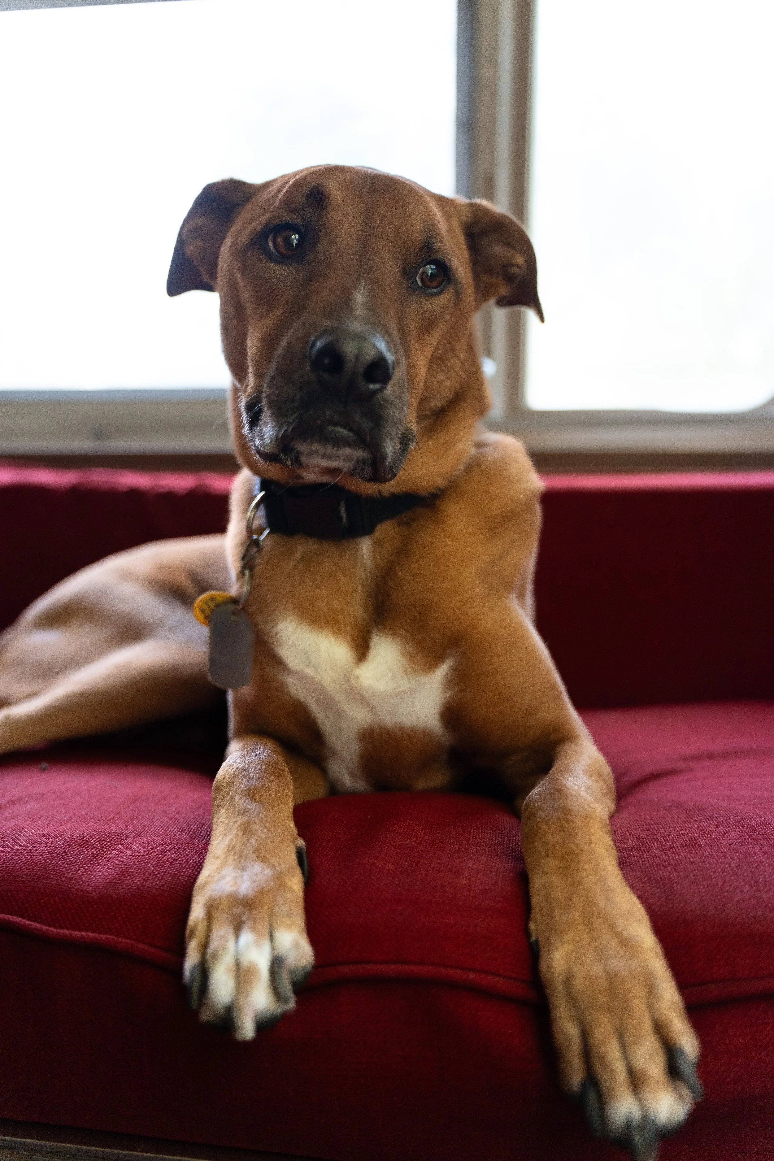 Cooper in airstream.JPG