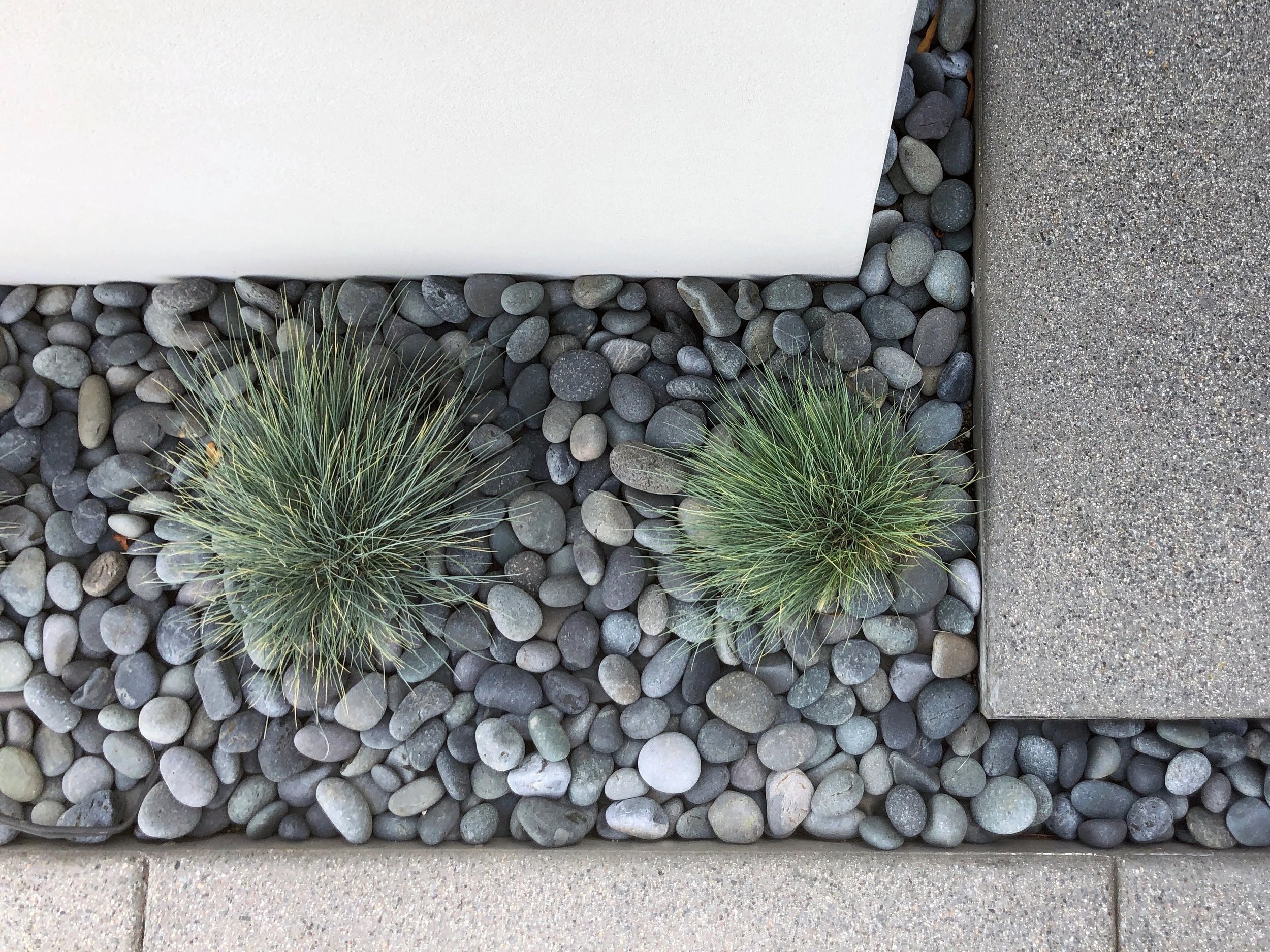 Close-up of a garden border featuring gray river rock, blue fescue ornamental grasses, top cast concrete pathway, and the white epoxy stucco of the coastal modern house.