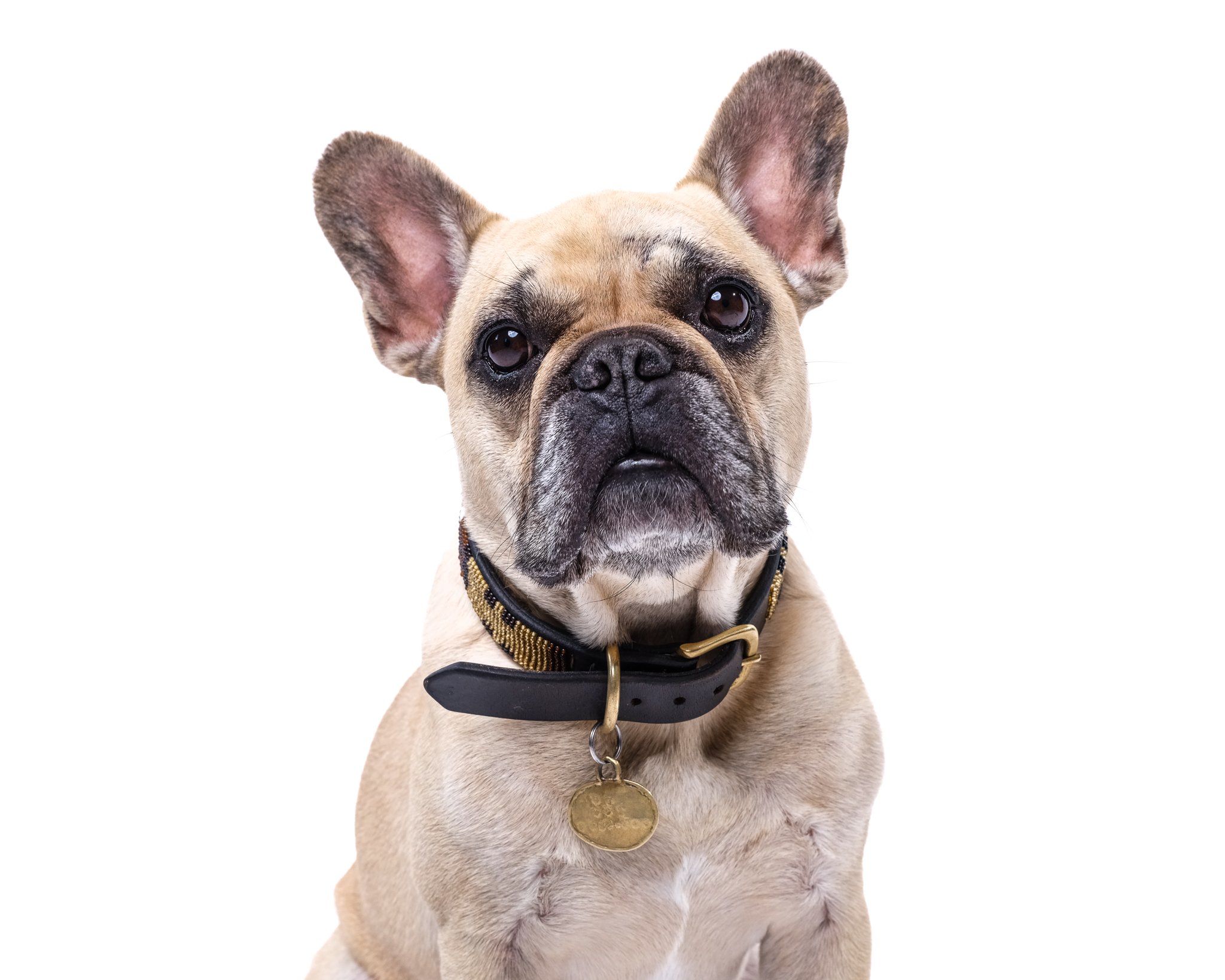 Dog Days (Digital + Film) Gift Card