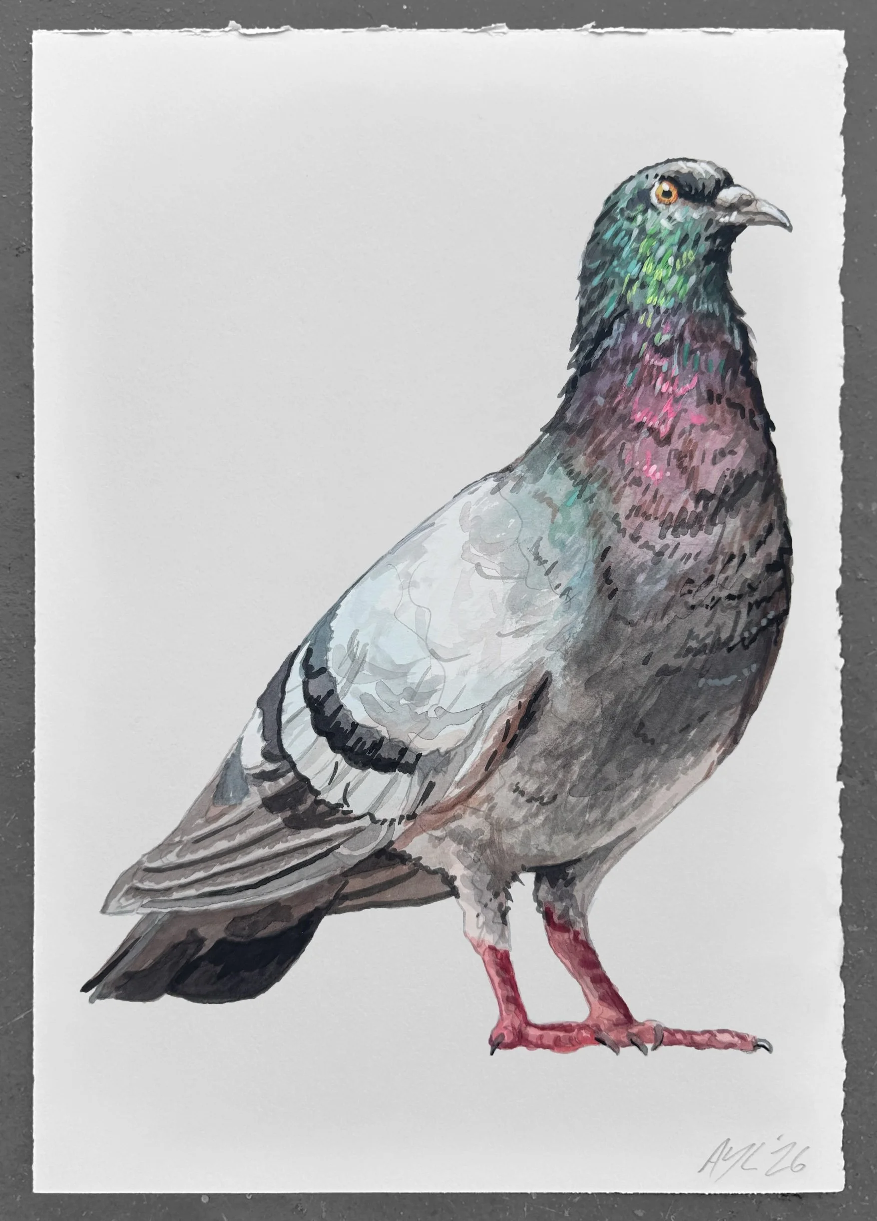 Pigeon study 2026 Acrylic on Paper 11 x 7.5"