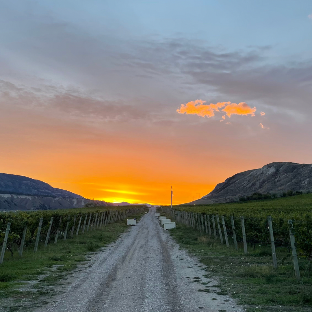 A winemaker’s thoughts on sommelier competitions